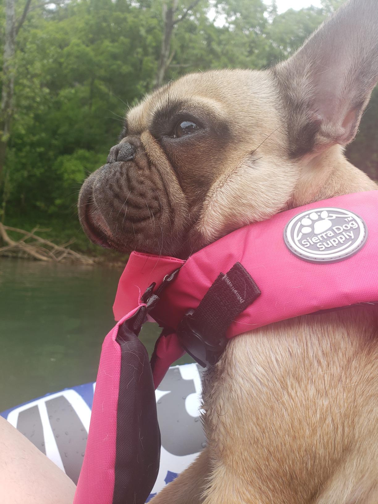 Dog Life Jacket, French Bulldog Life Vest for Swimming Boating, Dog Swim Vest with Chin Float and Rescue Handle, High Flotation Puppy Life Jackets (Chest Girth: 17