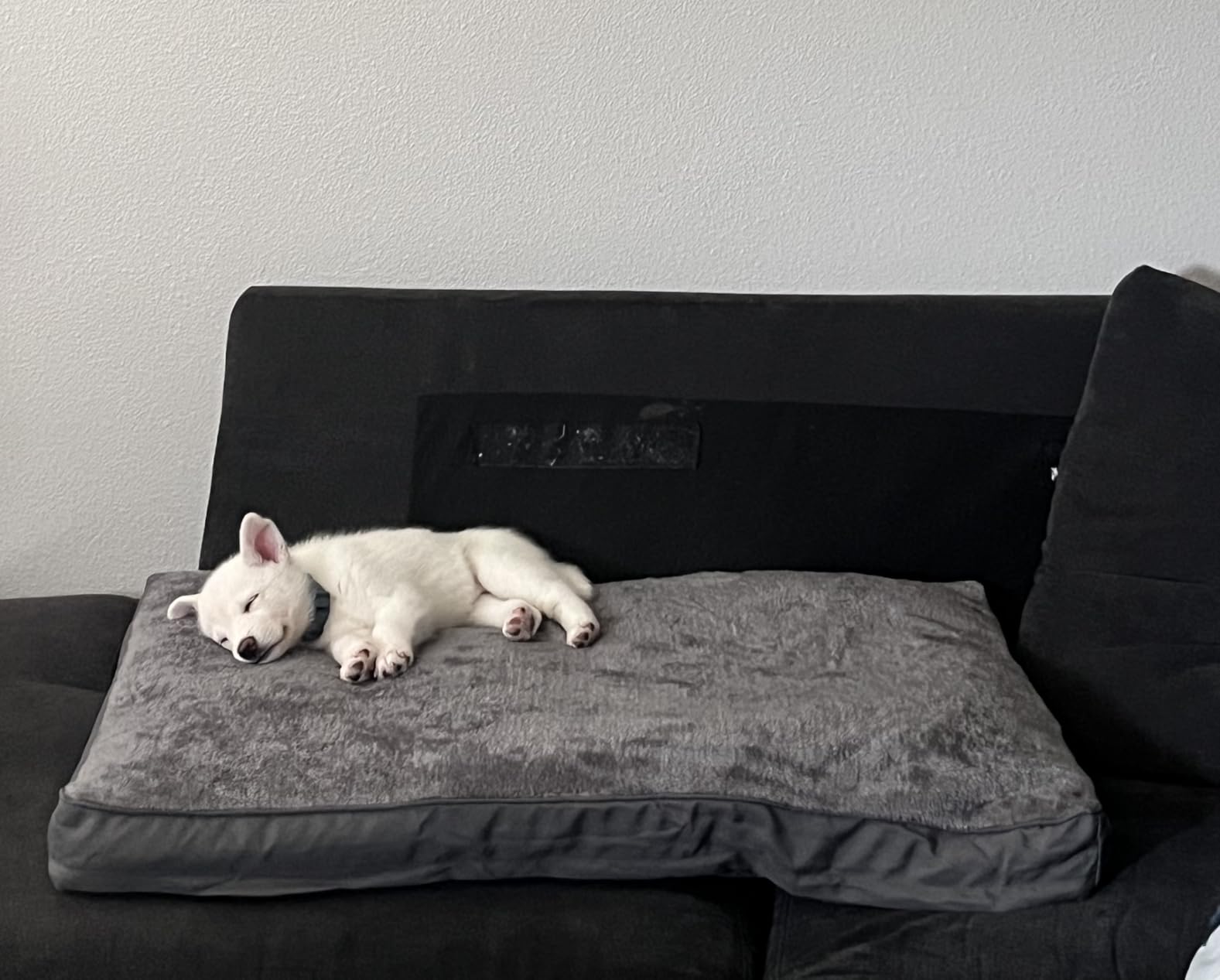 NUPIDA Large Plush Dog Bed for Crate with Washable Cover, 35x22, Grey customer photo 1