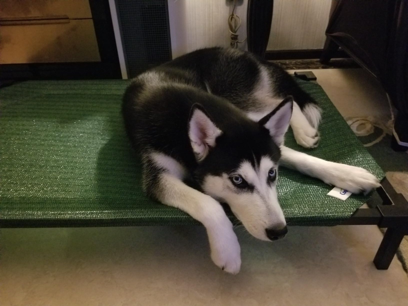 Coolaroo Pro Elevated Dog Bed - Low-Profile Access, Moisture-Resistant Cover, Breathable Fabric & Tool-Free Setup, Brunswick Green, Standard customer photo 1