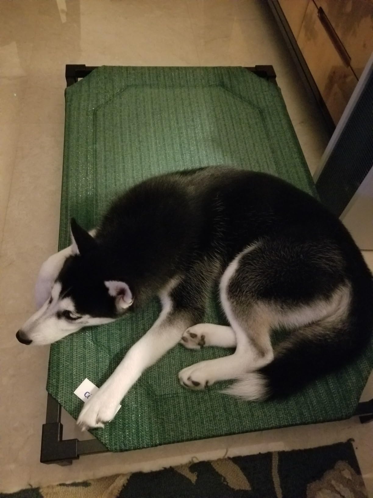 Coolaroo Pro Elevated Dog Bed - Low-Profile Access, Moisture-Resistant Cover, Breathable Fabric & Tool-Free Setup, Brunswick Green, Standard customer photo 2