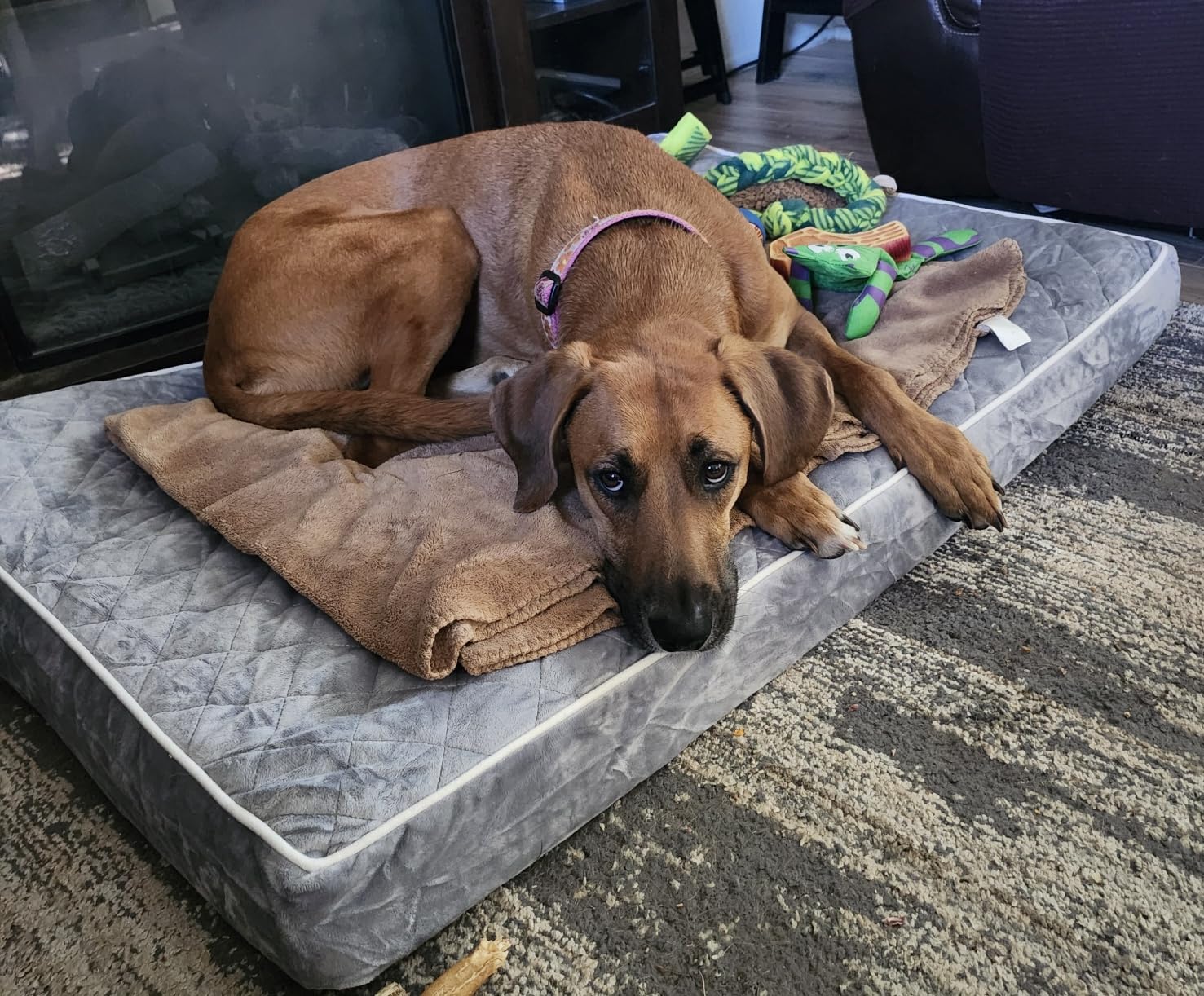 WNPETHOME Orthopedic XXL Dog Beds for Large Senior Dog Bed Comfy Sleeping customer photo 1