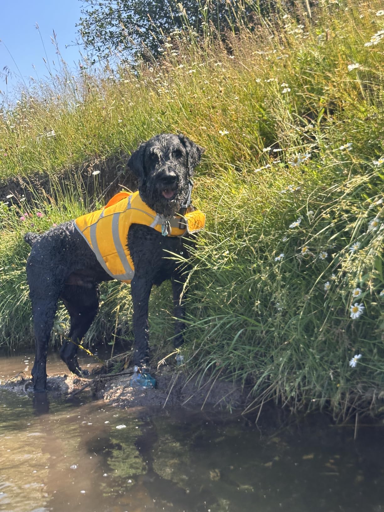Kuoser Reflective Dog Life Jacket, Dog Life Vest for Swimming Boating customer photo 1
