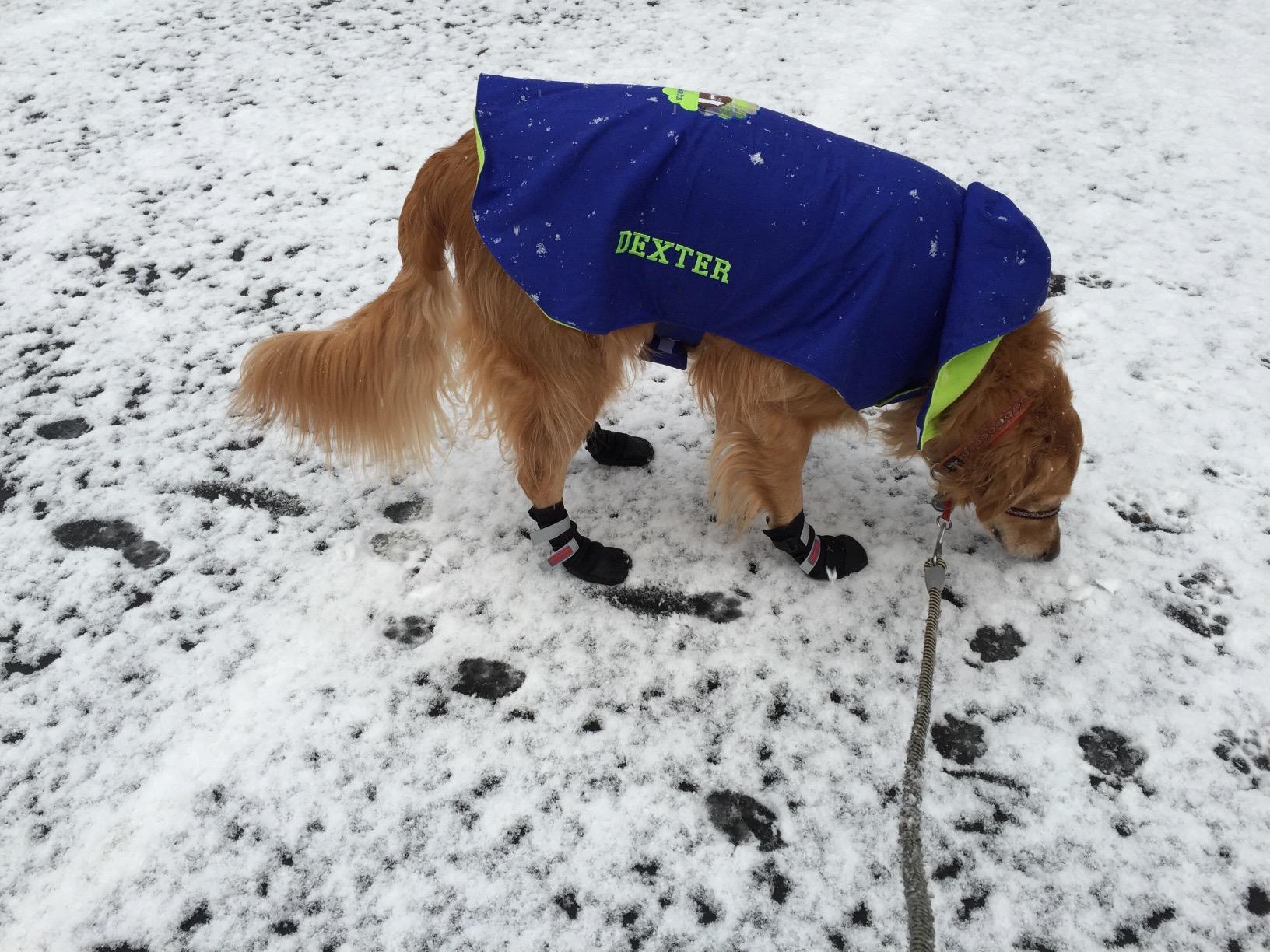 All Weather Neoprene Paw Protector Dog Boots with Reflective Straps in 5 Sizes! (Turquoise Large) customer photo 2