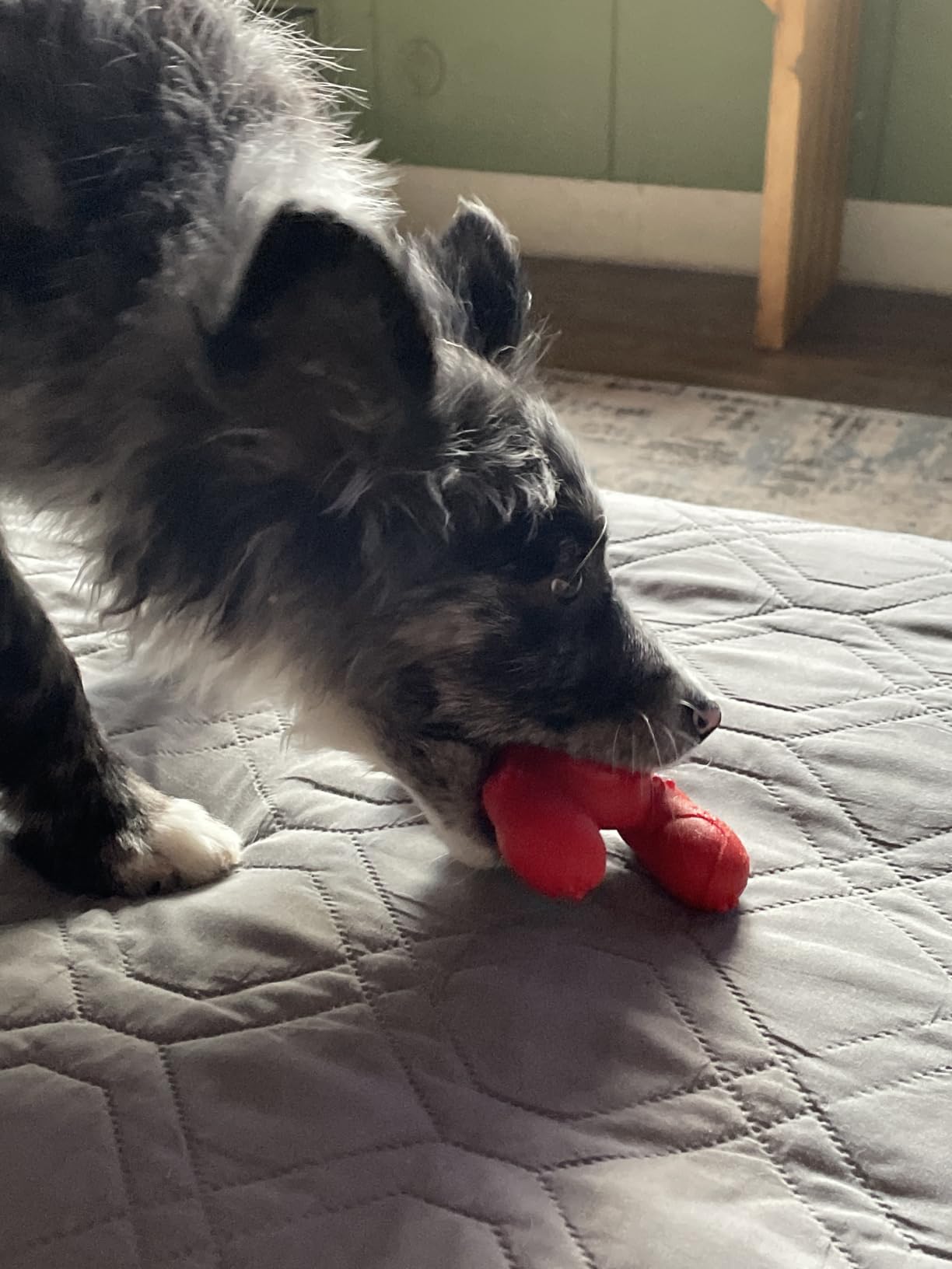 Nylabone Lobster Power Chew Toy for Dogs, Dog Toys for Aggressive Chewers customer photo 1