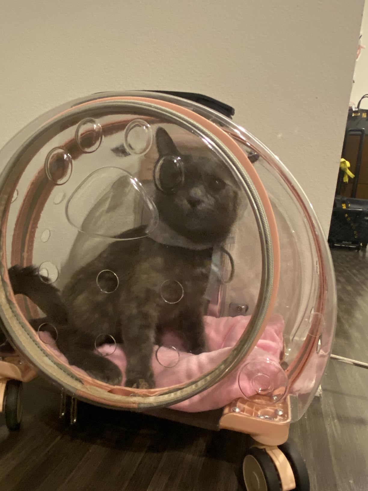 Transparent & Fully Breathable Hard cat Carrier with Rolling Wheels customer photo 1