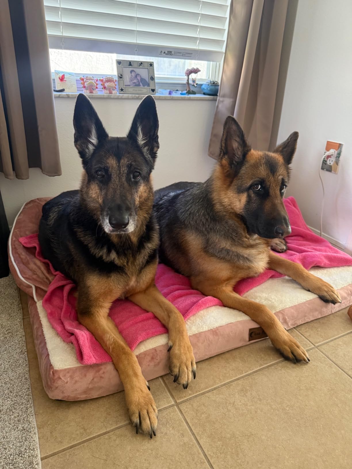 Orthopedic Washable Dog Bed for Extra Large Dogs, 45x35in, Grey customer photo 2