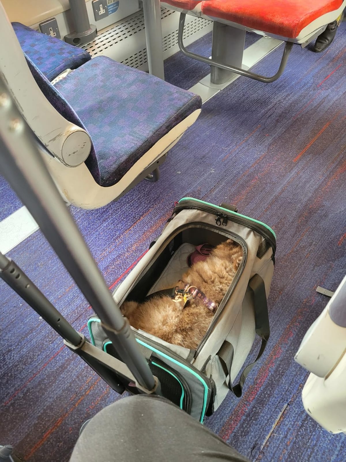 Paw Ballet Pet Carrier with Wheels, Durable Airline Approved Cat Crate, Foldable Rolling Dog Carrier, Rolling Bag for Cat &Dog, Use for Travel, Outdoor, Vet Visits, Camping, Indoor. customer photo 2
