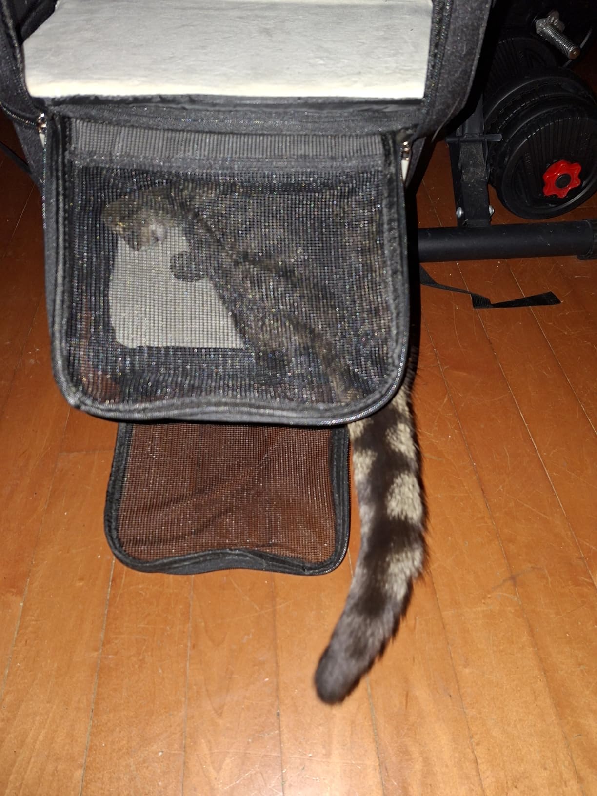 Double Pet Carrier Backpack with Wheels for Cats & Small Dogs, Black customer photo 1
