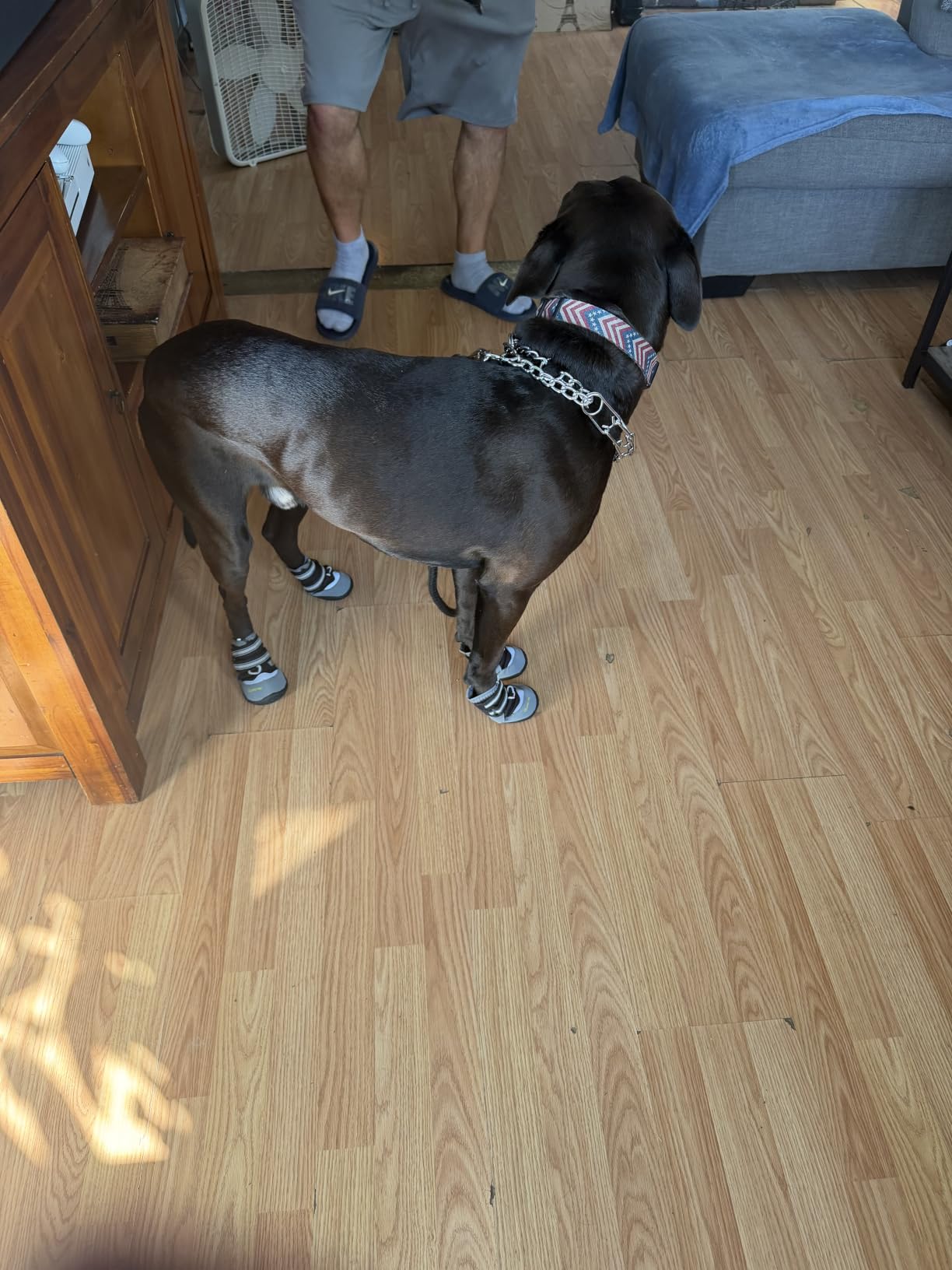 QUMY Dog Shoes for Large Medium Dog Boots & Paw Protectors for Hot Pavement | Summer Heat Protection, Mesh Breathable Nonslip Dog Booties for Hardwood Floors Indoor, Outside Walking Running Hiking Black customer photo 2