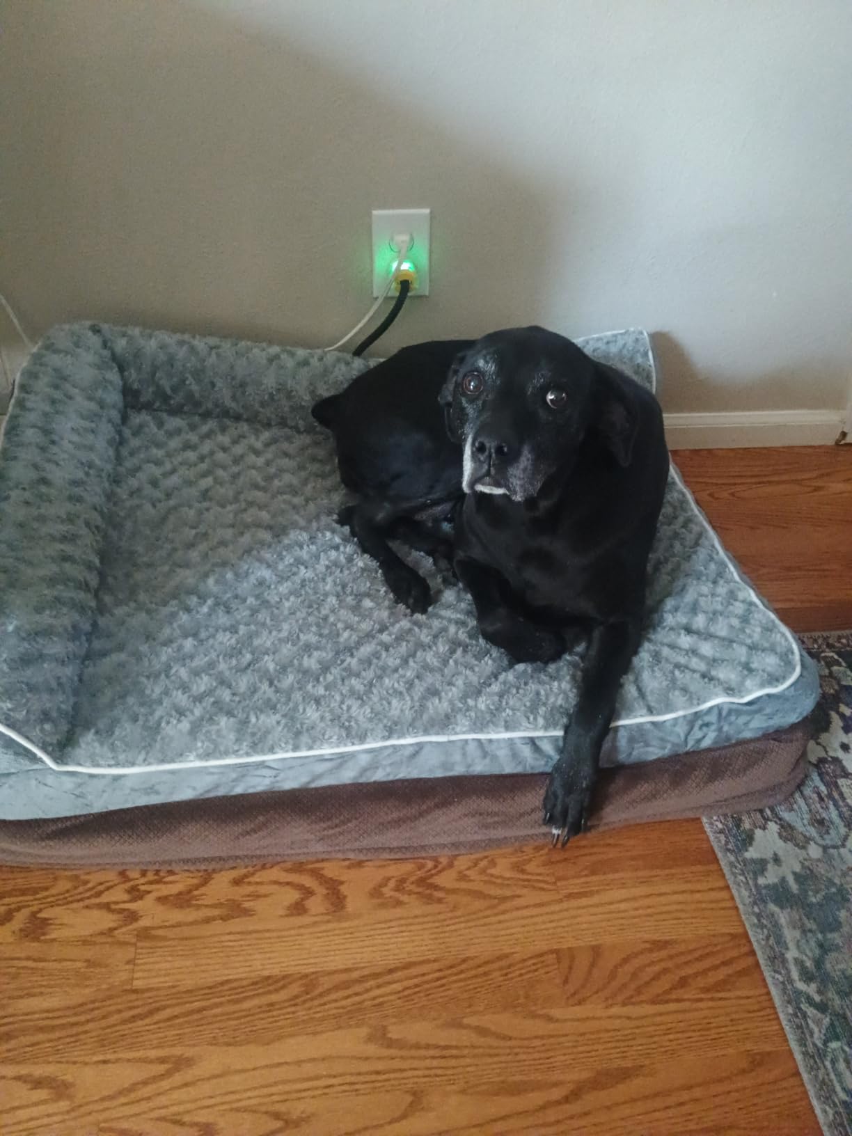 BFPETHOME Orthopedic Washable Dog Bed, Sleeping Couch for Large Senior Dogs customer photo 2