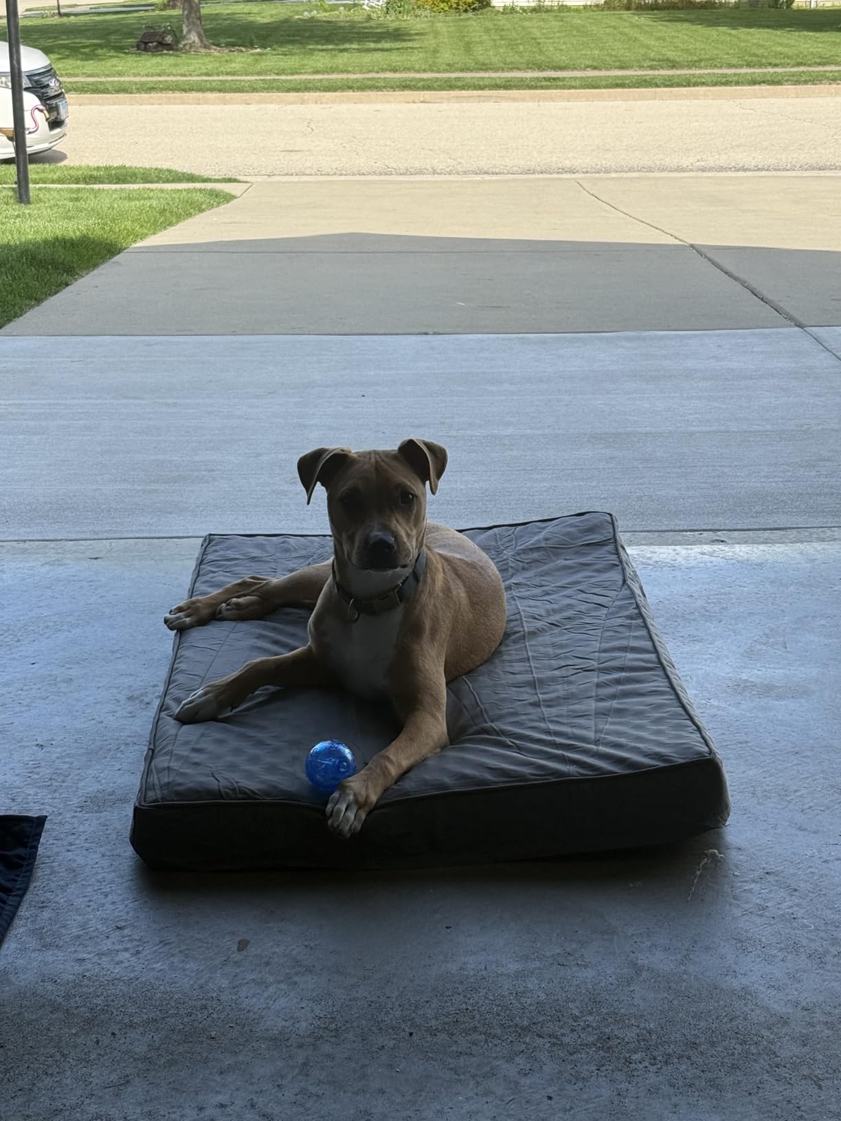 BFPETHOME Outdoor Waterproof Dog Bed for Large Dogs, Washable Cover, 47