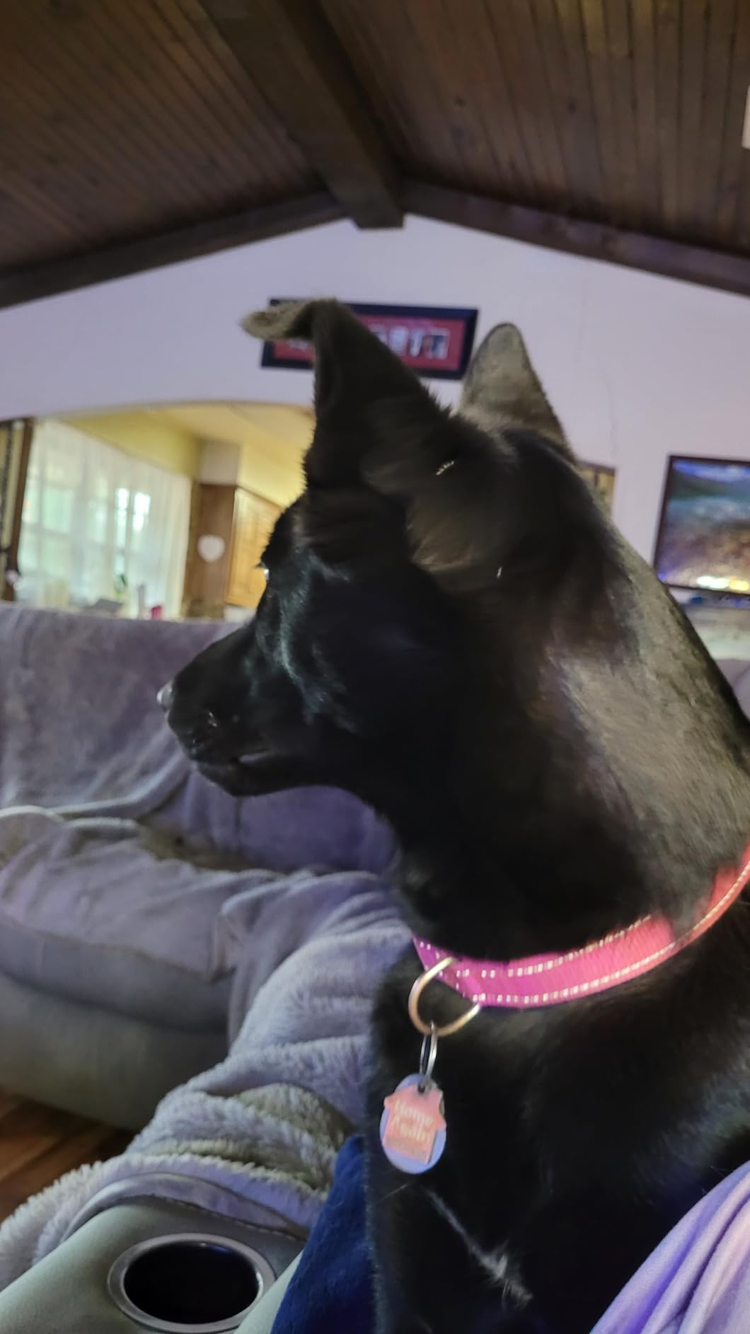Reflective Dog Collar, Puppy Collar with Buckle Adjustable, Light Pink S customer photo 2