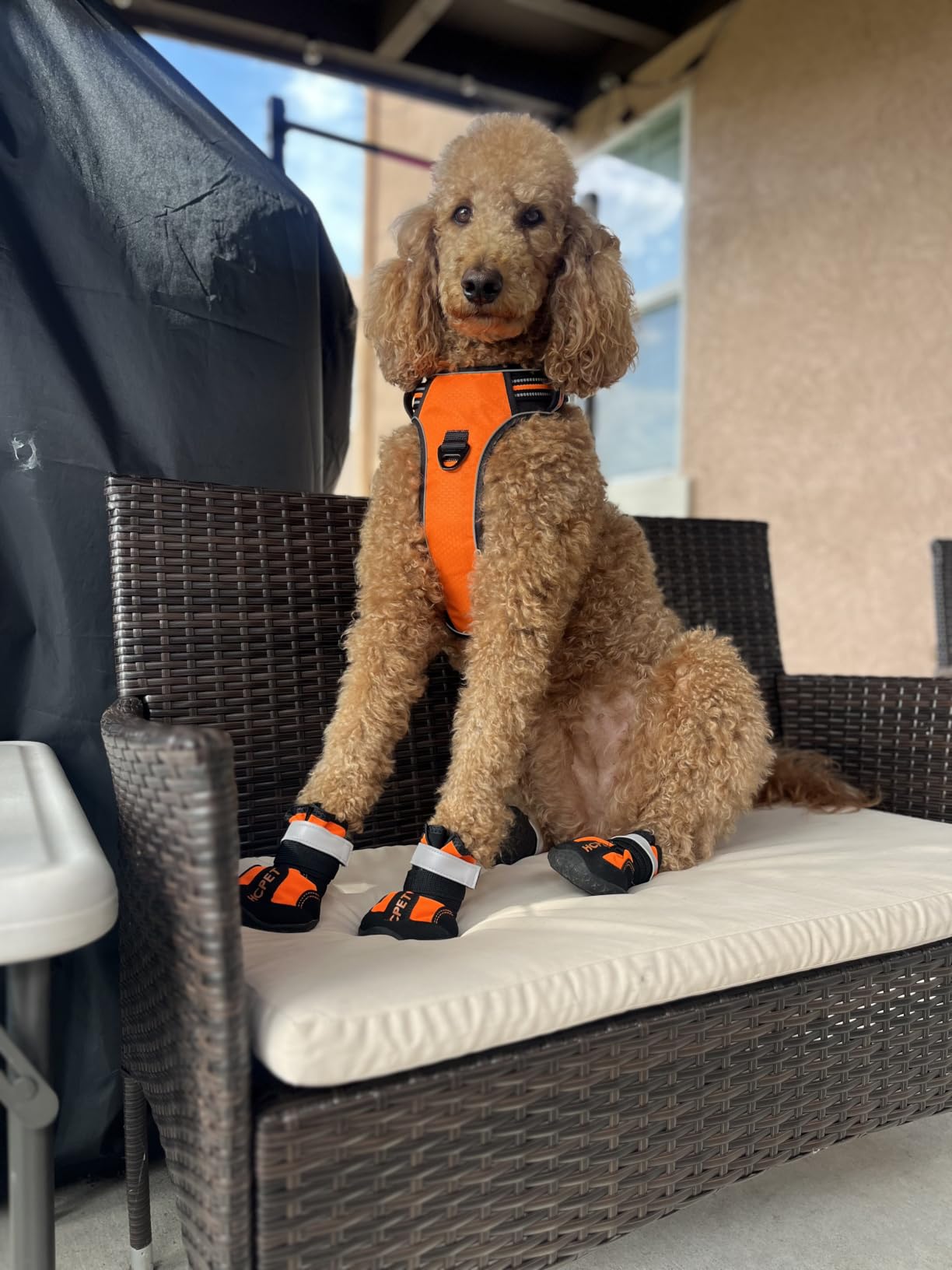 Hcpet Dog Boots, Dog Shoes for Large Dogs, Medium Dog Boots & Paw Protectors, Anti-Slip Dog Booties for Hot Pavement Winter Snow Hiking with Reflective Straps Blue Size 1 customer photo 1