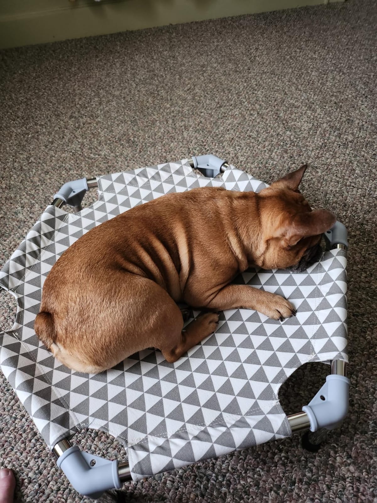 Kuntrust Elevated Outdoor Dog Bed for Small Pets,Fits up to 50lbs customer photo 1