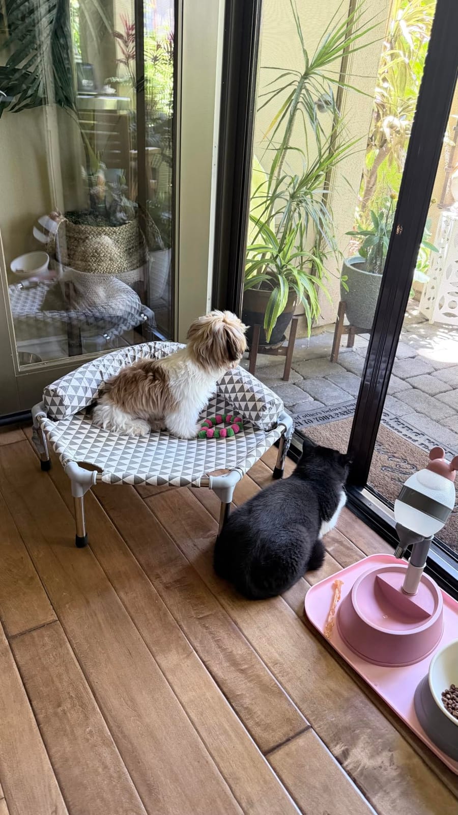 Kuntrust Elevated Outdoor Dog Bed for Small Pets,Fits up to 50lbs customer photo 2