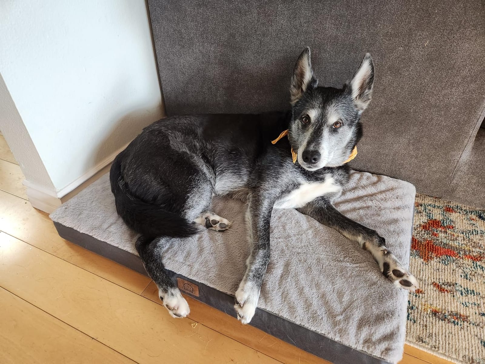 Sunheir Extra Large Orthopedic Dog Bed, XXL Waterproof Dog Crate Bed, Grey customer photo 1