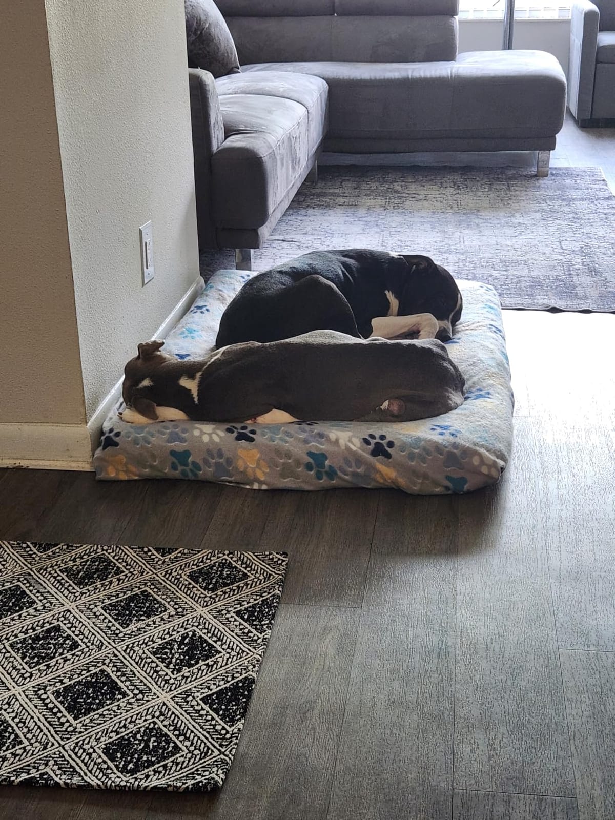 Sunheir Extra Large Orthopedic Dog Bed, XXL Waterproof Dog Crate Bed, Grey customer photo 2