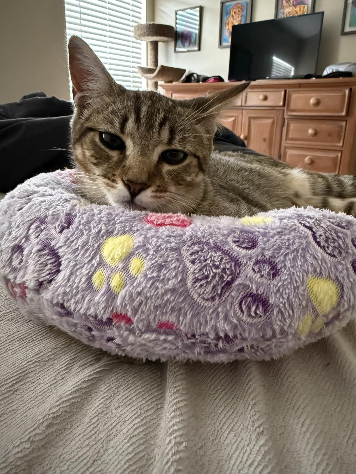 Sweetude 4 Pcs Cat Pillow Calming Pet Dog Neck Pillow, Paw, Medium customer photo 1