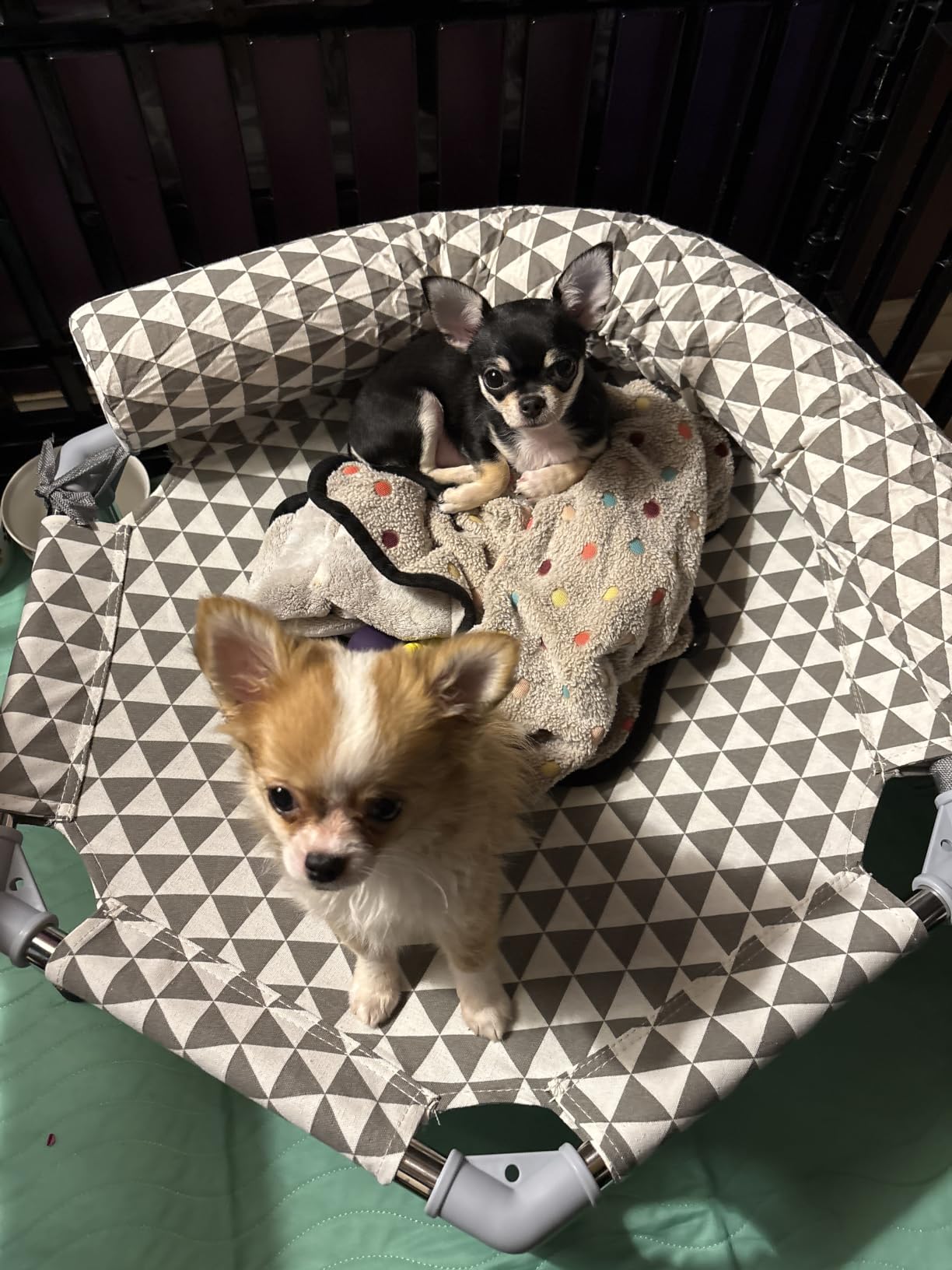 Kuntrust Elevated Outdoor Dog Bed, Large Size, Fits up to 100lbs customer photo 2