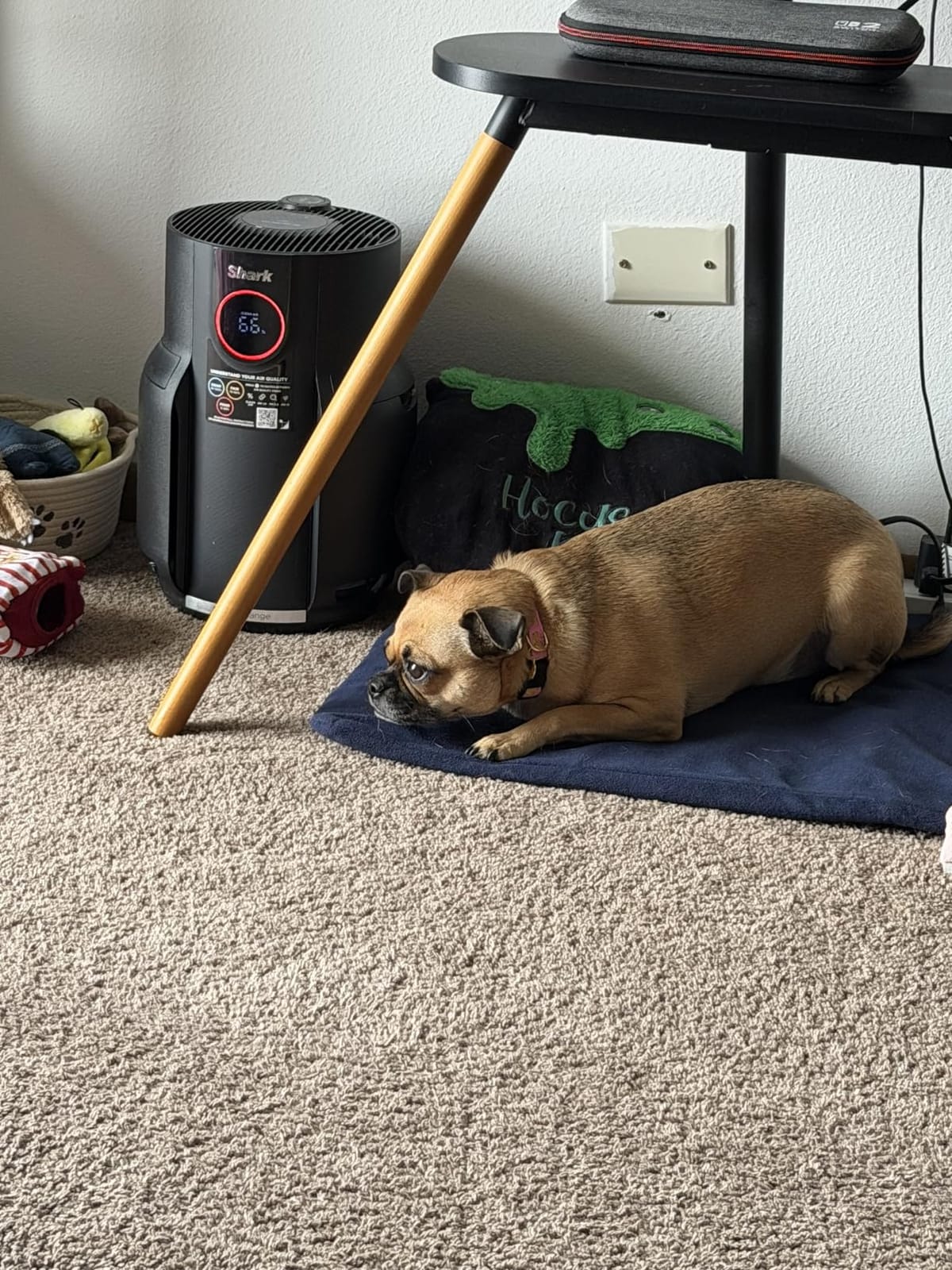 Heated Dog Bed, 28x18in, Rose, Adjustable, Waterproof, Chew Resistant Steel Cord, Dogs & Cats, Dog Bed customer photo 1