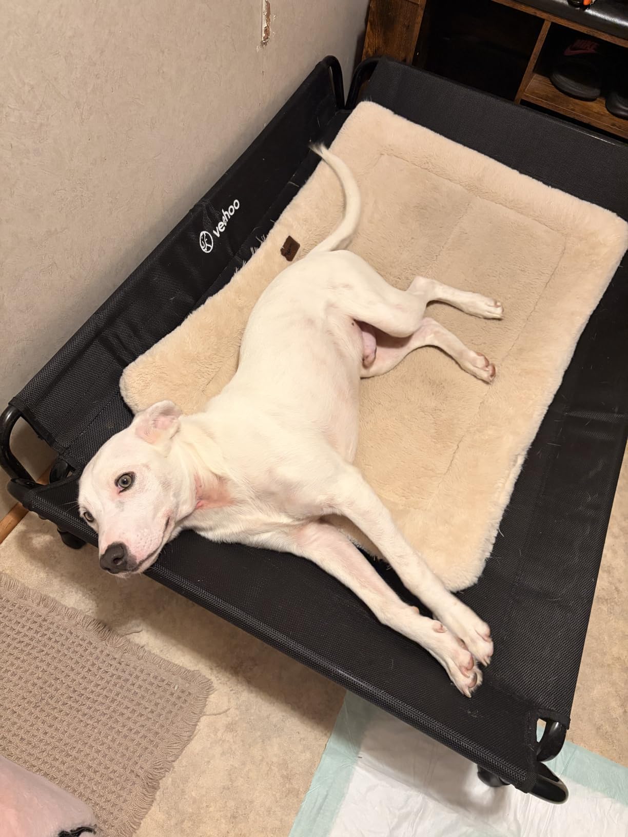 Veehoo Cooling Elevated Dog Bed, Raised Dog Cot with Guardrail & Headrest customer photo 1