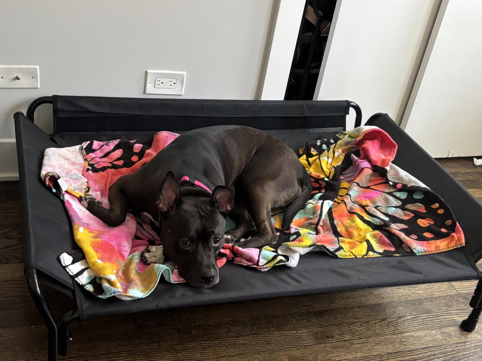 Veehoo Cooling Elevated Dog Bed, Raised Dog Cot with Guardrail & Headrest customer photo 2