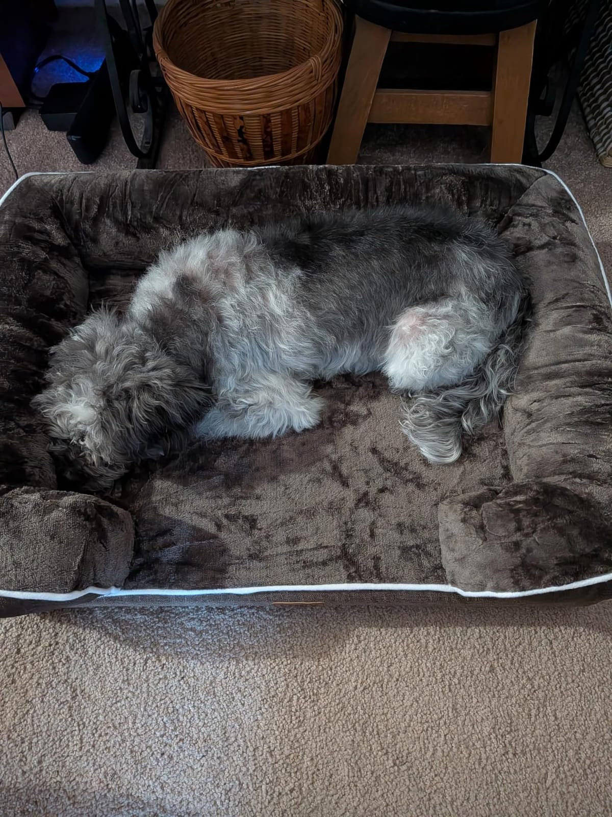 EHEYCIGA Orthopedic Dog Beds for Large Dogs, Waterproof Memory Foam Large Dog Bed with Sides, Non-Slip Bottom and Egg-Crate Foam Pet Couch Bed with Washable Removable Cover, Beige customer photo 2