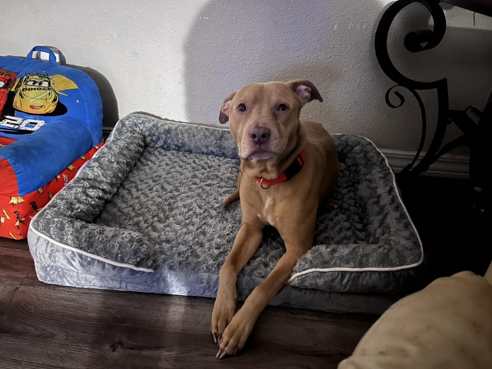 WNPETHOME Orthopedic Washable Dog Bed Large for Senior Dog Cozy Sleep customer photo 1