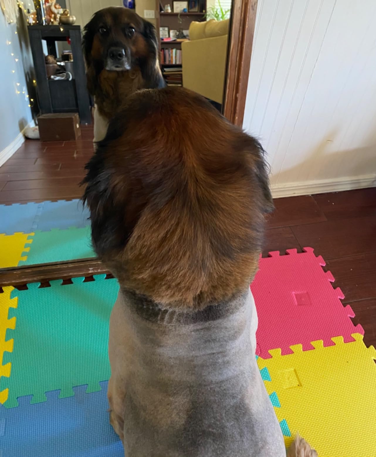Professional Dog Grooming Clippers for Thick Coat - Dog Hair Trimmer for Grooming Kit- Sheep Shears for Thick Hair – Pet Grooming Clippers for Dogs, Cats, Sheeps, Horse (Black) customer photo 1