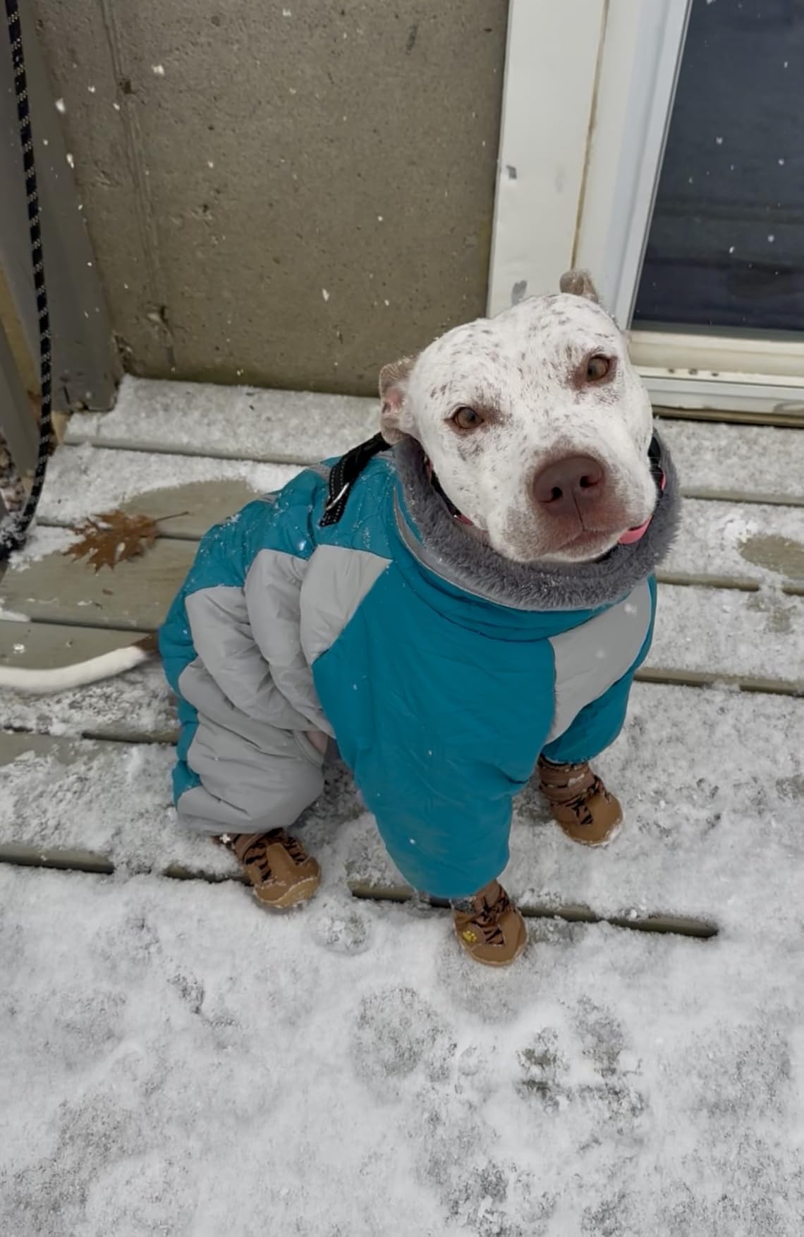 AOFITEE Full Body Dog Coat Waterproof Dog Winter Jacket for Large Dogs XL customer photo 1