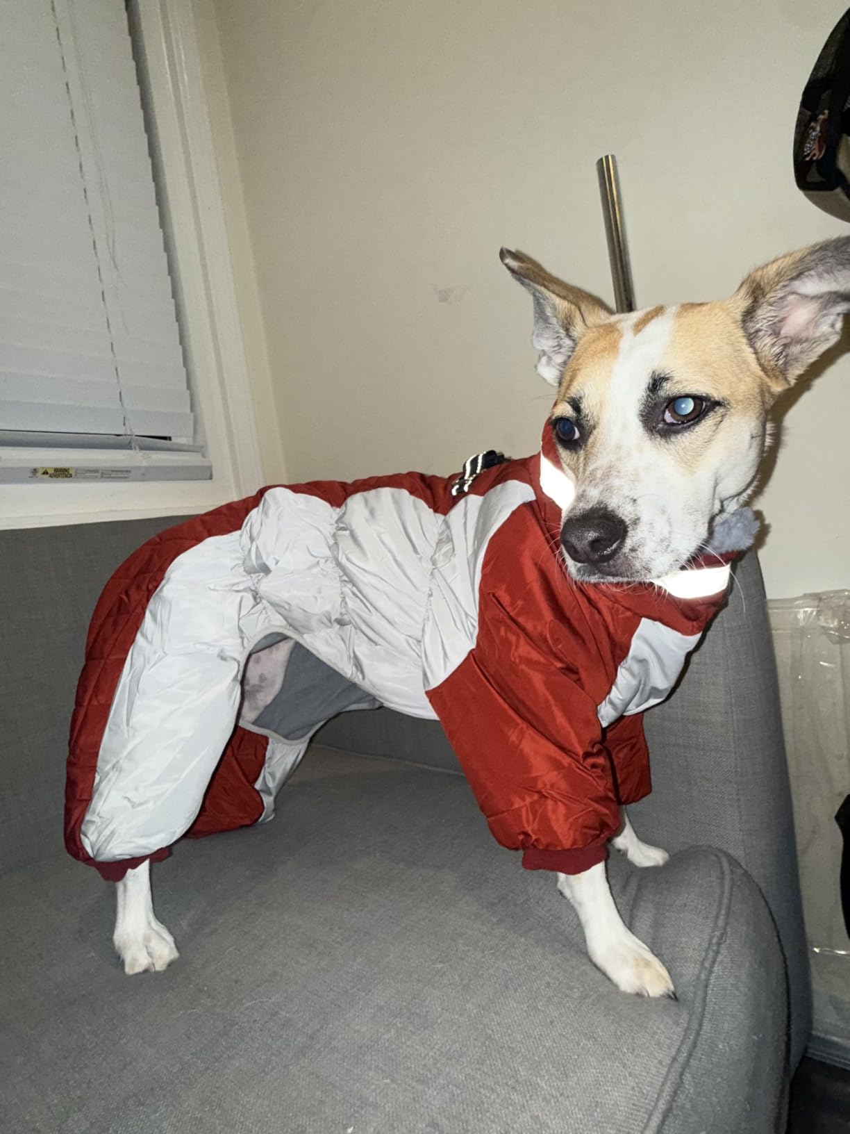 AOFITEE Full Body Dog Coat Waterproof Dog Winter Jacket for Large Dogs XL customer photo 2