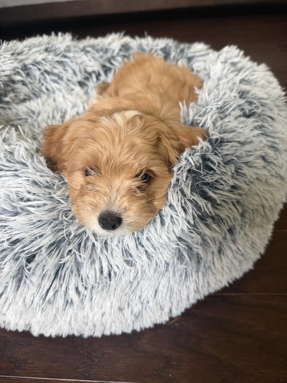 JOLLYVOGUE Dog Beds Large Sized Dog, 36 inches Calming Soft Anti-Anxiety Donut Dogs Bed, Washable Round Fluffy Cushion for Large Pets, Fits up to 80 lbs Pets customer photo 1