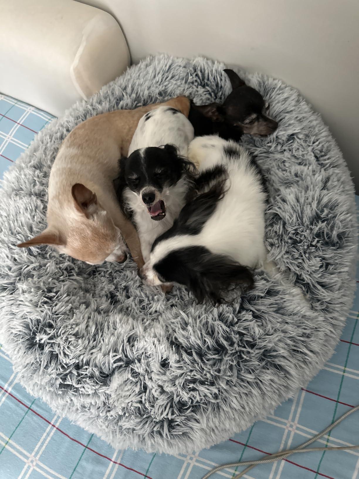 JOLLYVOGUE Dog Beds Large Sized Dog, 36 inches Calming Soft Anti-Anxiety Donut Dogs Bed, Washable Round Fluffy Cushion for Large Pets, Fits up to 80 lbs Pets customer photo 2