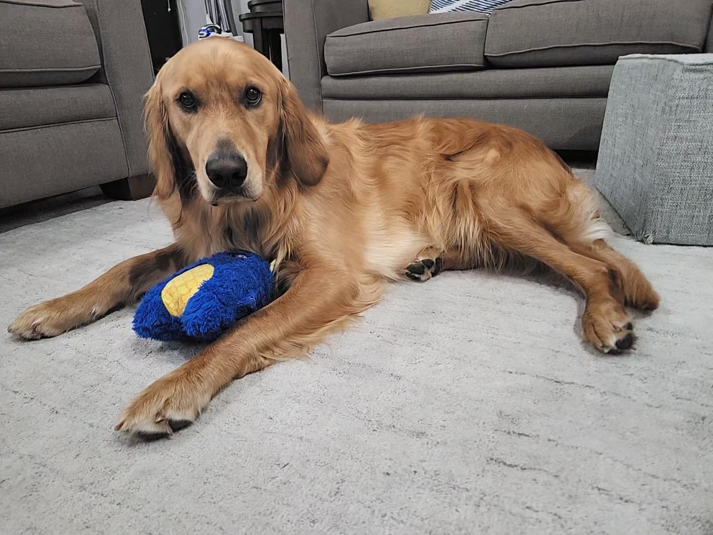 Uproot Clean Pet Grooming Vacuum for Dogs & Cats: 7-in-1, Quiet & Mess-Free customer photo 1