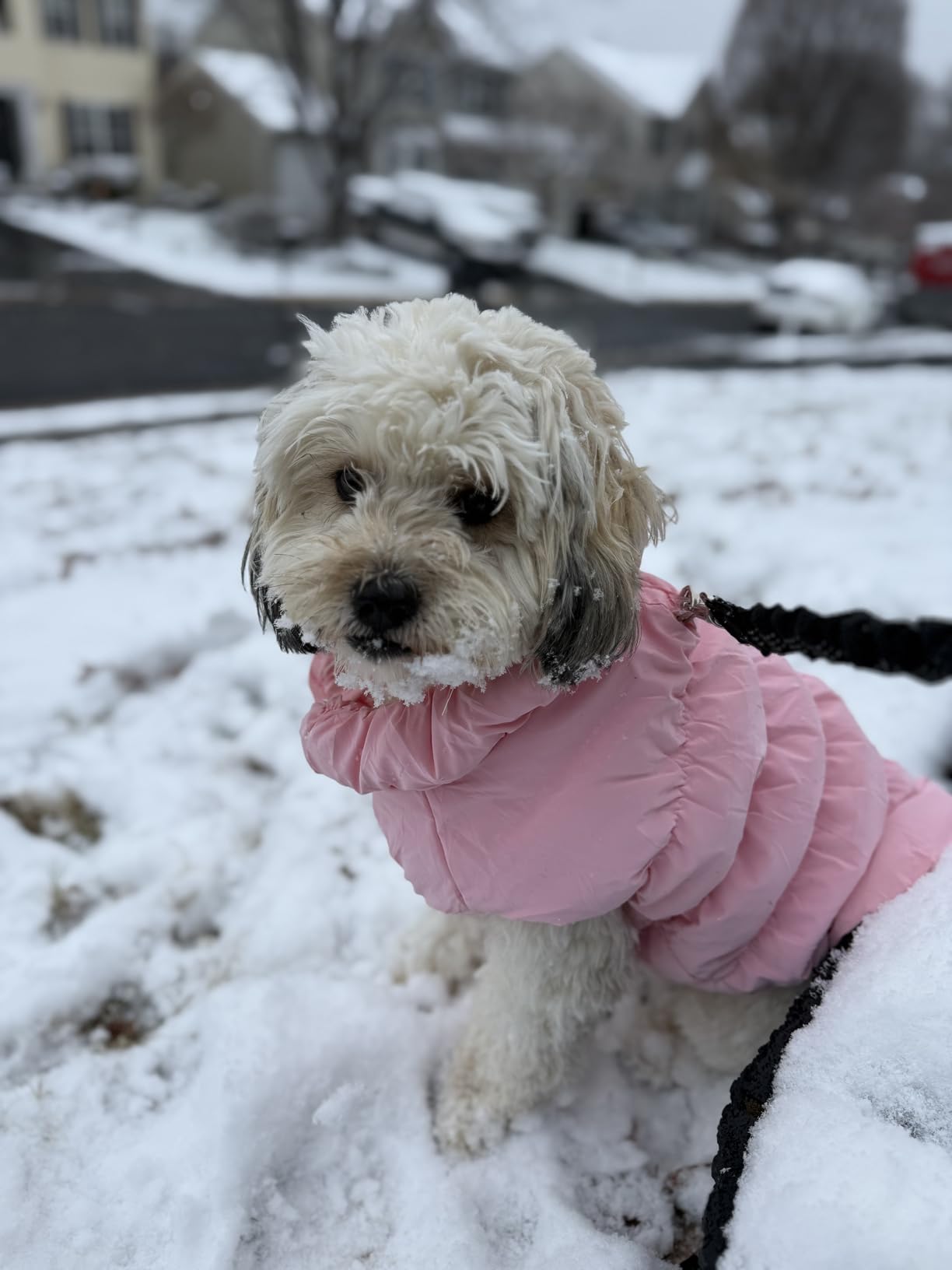 ABRRLO Winter Warm Dog Jacket for Small Medium Dogs Cat Cold Weather Coats with Harness Paded Dogs Fleece Vest Waterproof Windproof Dog Snow Jacket Pet Puppy Clothes (Pink,XS) customer photo 2