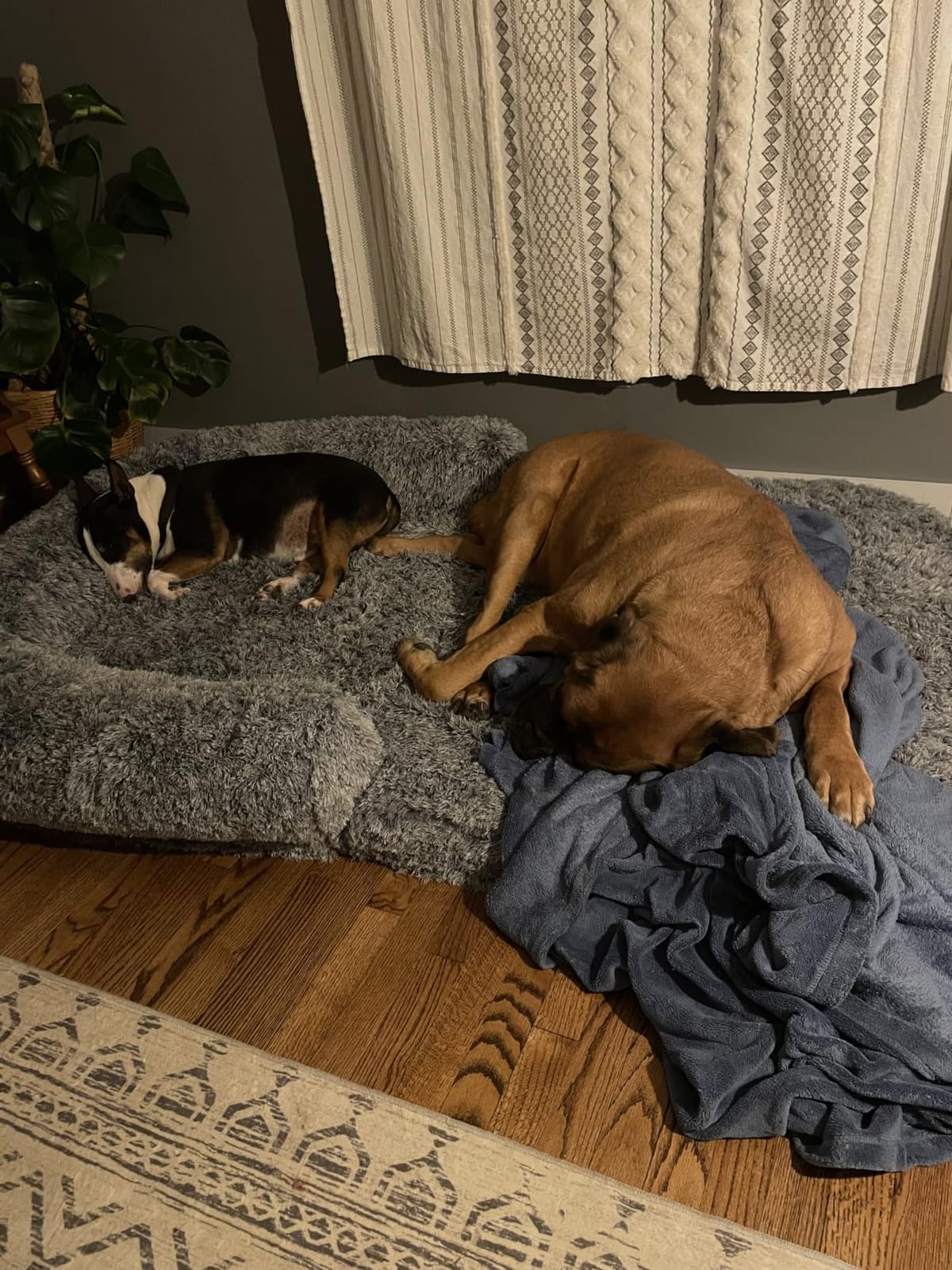 EHEYCIGA Foldable XXL Dog Bed for Large Sized Dog - 54x38x7.5, Grey customer photo 1