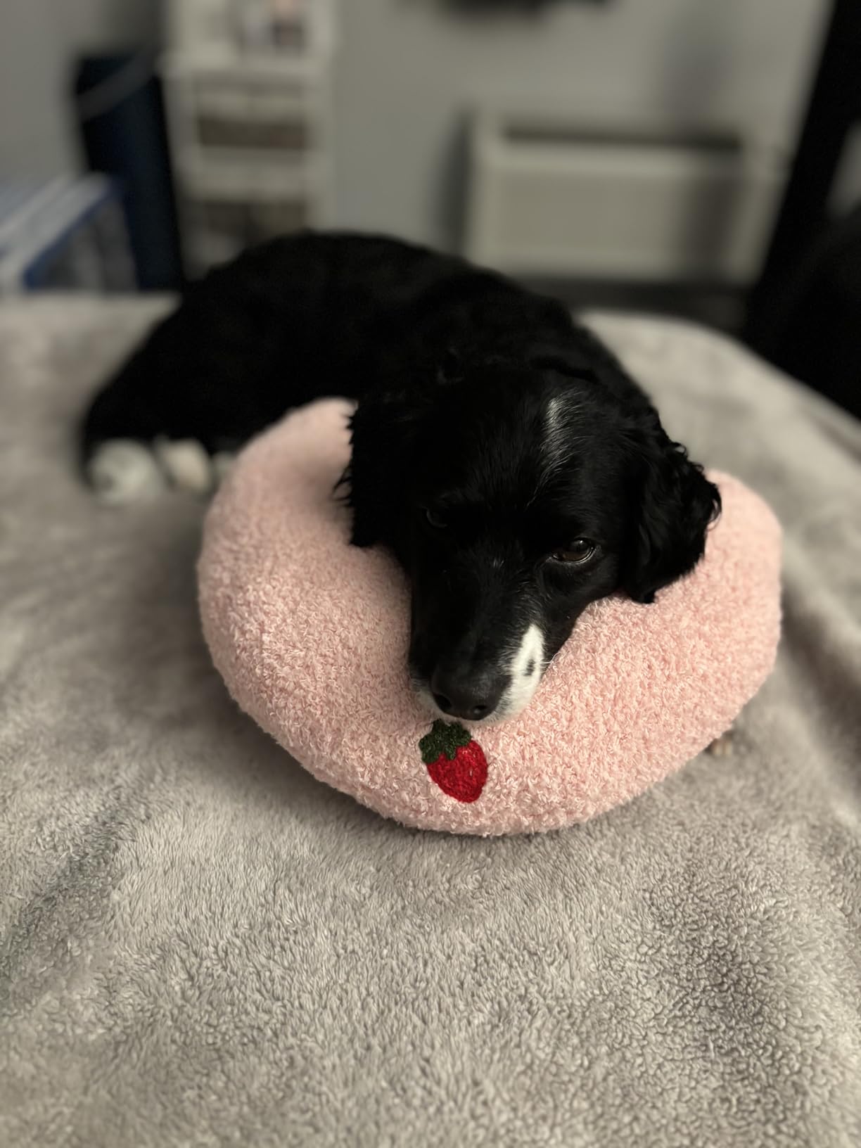 Mity rain Dog Pillow, Anxiety Relief Pillow for Dog customer photo 2