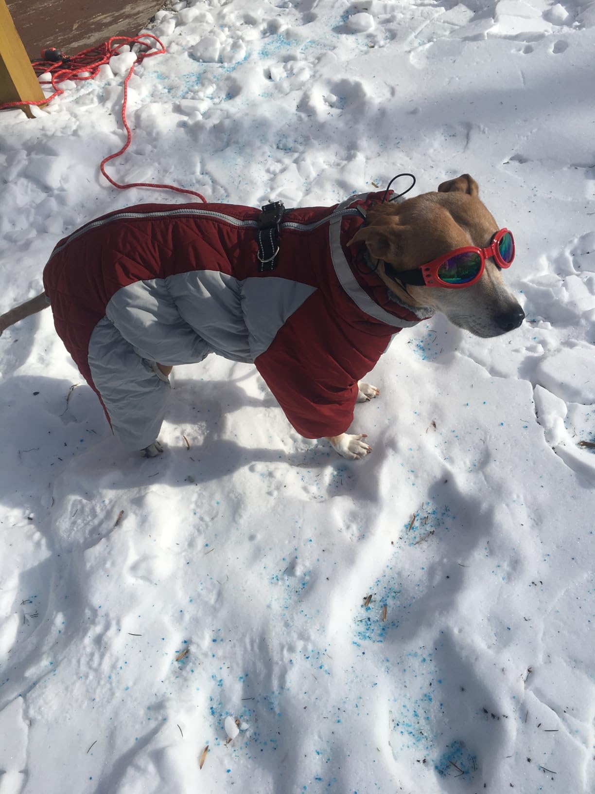 Full Body Dog Coat Warm Dog Jacket with Legs for Puppy customer photo 2