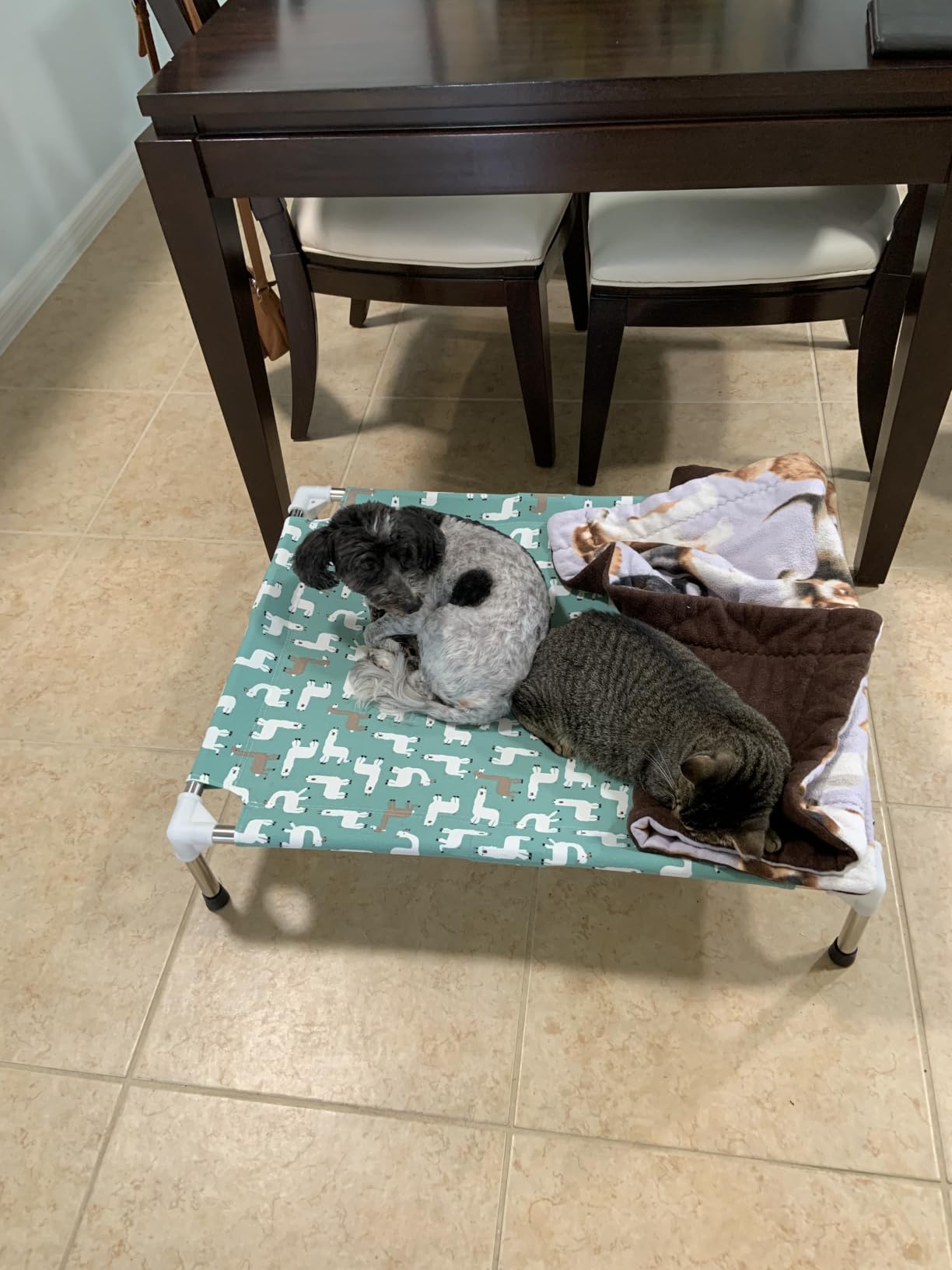 Elevated Dog Bed Pet cot - Pet Bed for Medium Dogs | Raised Pet Bed customer photo 1