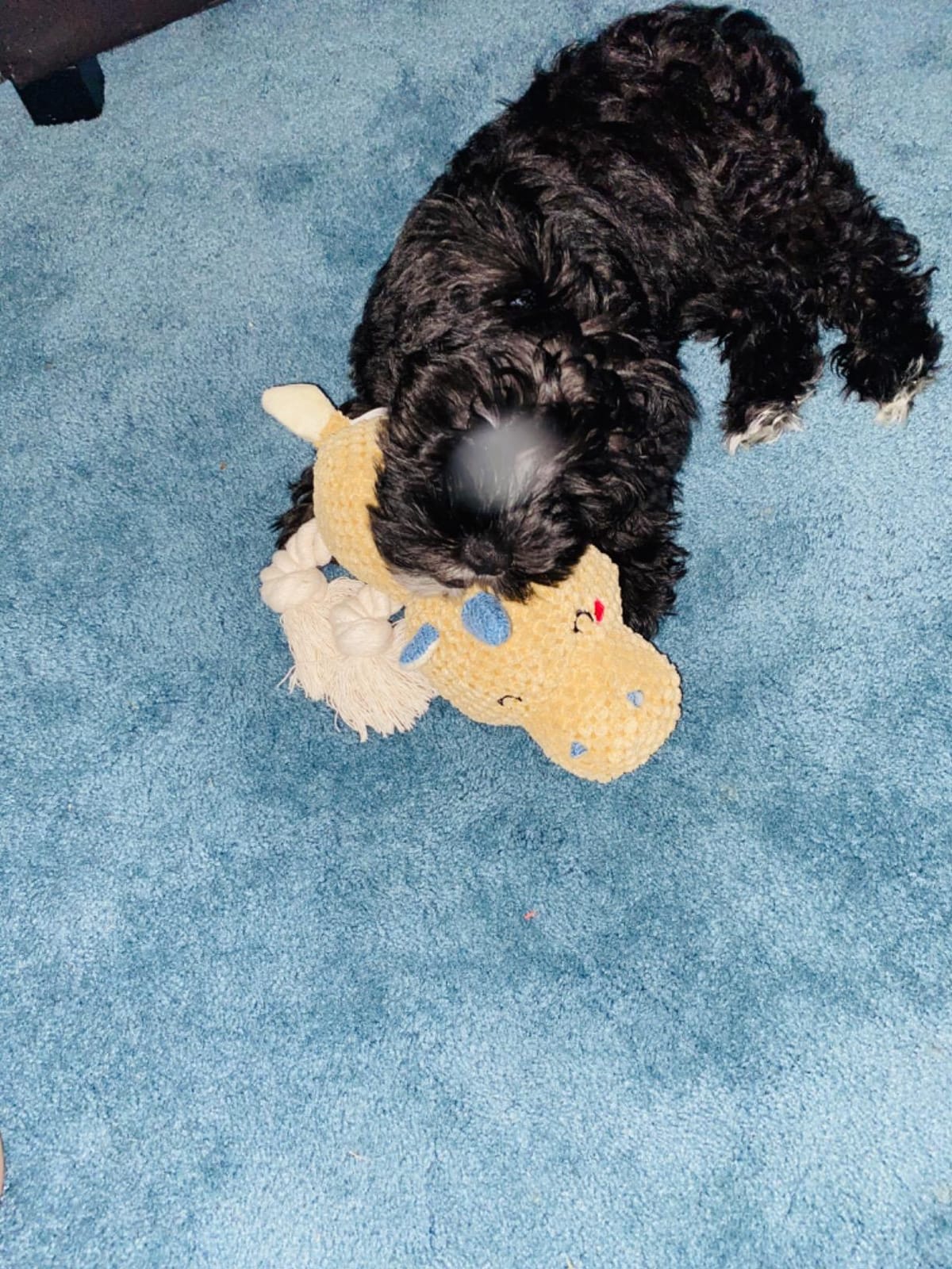 Tug of War Dog Toy, Crinkle Dog Toys for Large Dog, Soft Dog Plush Toy with Squeaky, Stuffed Animal for Dogs (Tug Series, Donkey) customer photo 1