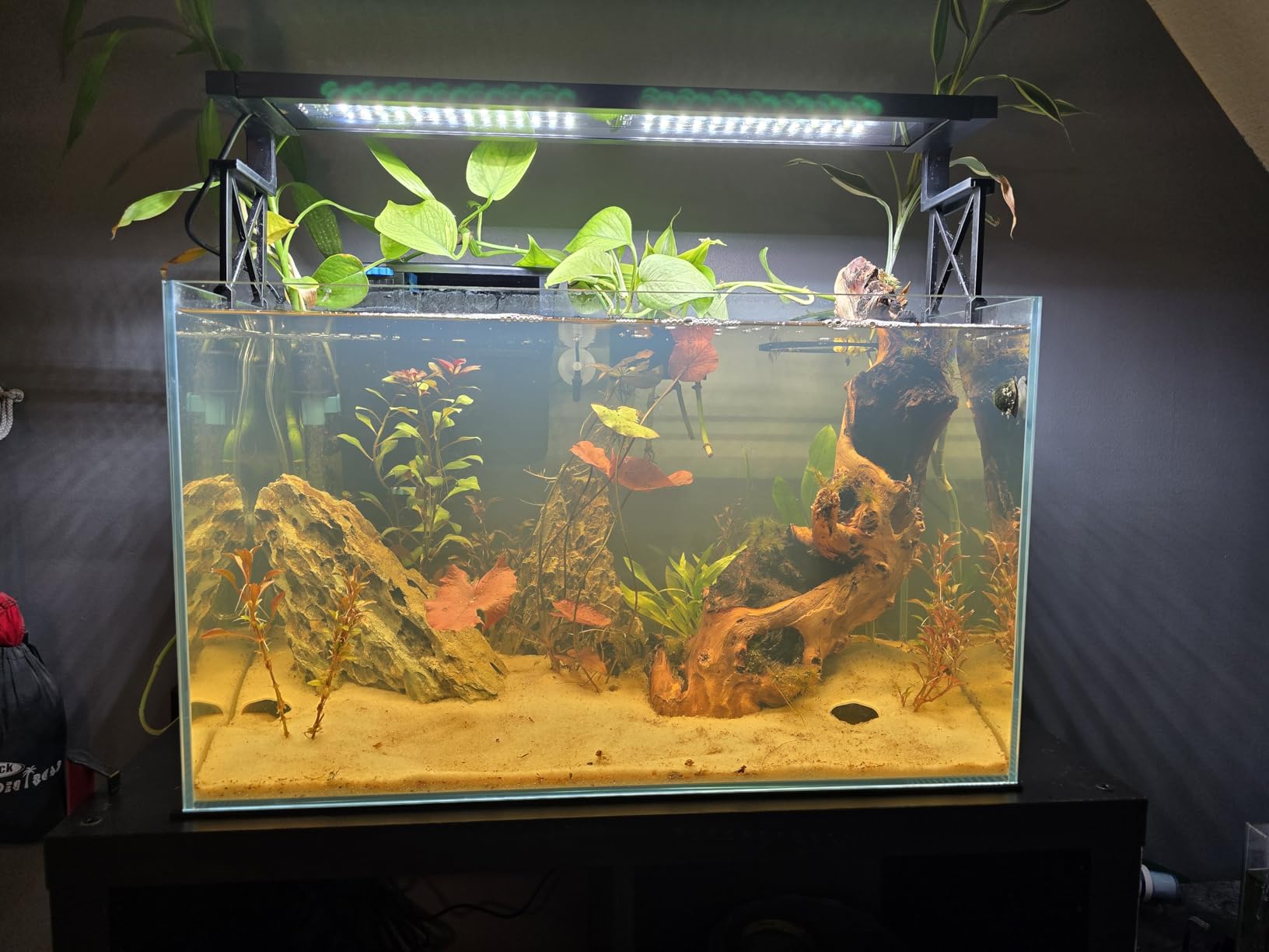 Ultra Clear Rimless Low Iron Glass Aquarium Tank (W23.62×D11.81×H14.17 inch(60x30x36cm)) 6mm Thickness Include Black Leveling Mat customer photo 2