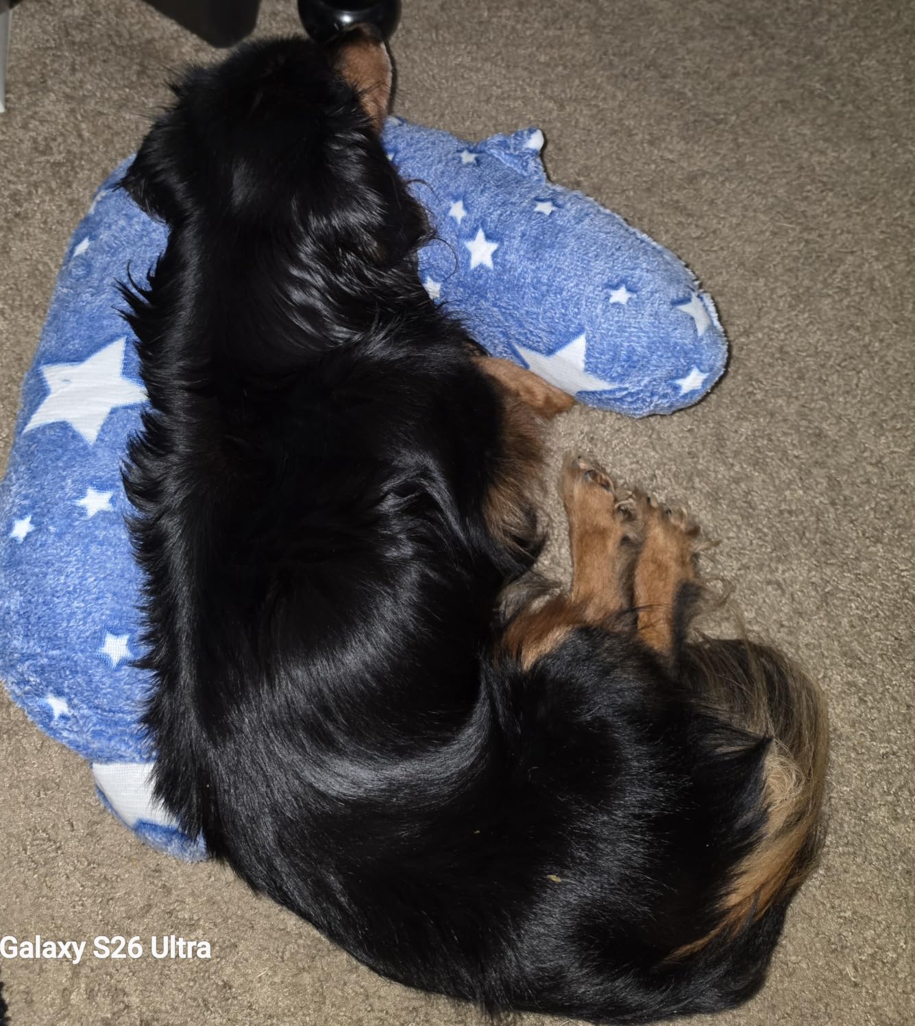 Dog Calming Pillow, Glow in The Dark Dog Put Head on, Soft Question Mark Pillows for Dogs, Kids, Adults, Washable Dog Bed Pillow, Cozy Dog Body Pillow (L Gray) customer photo 1