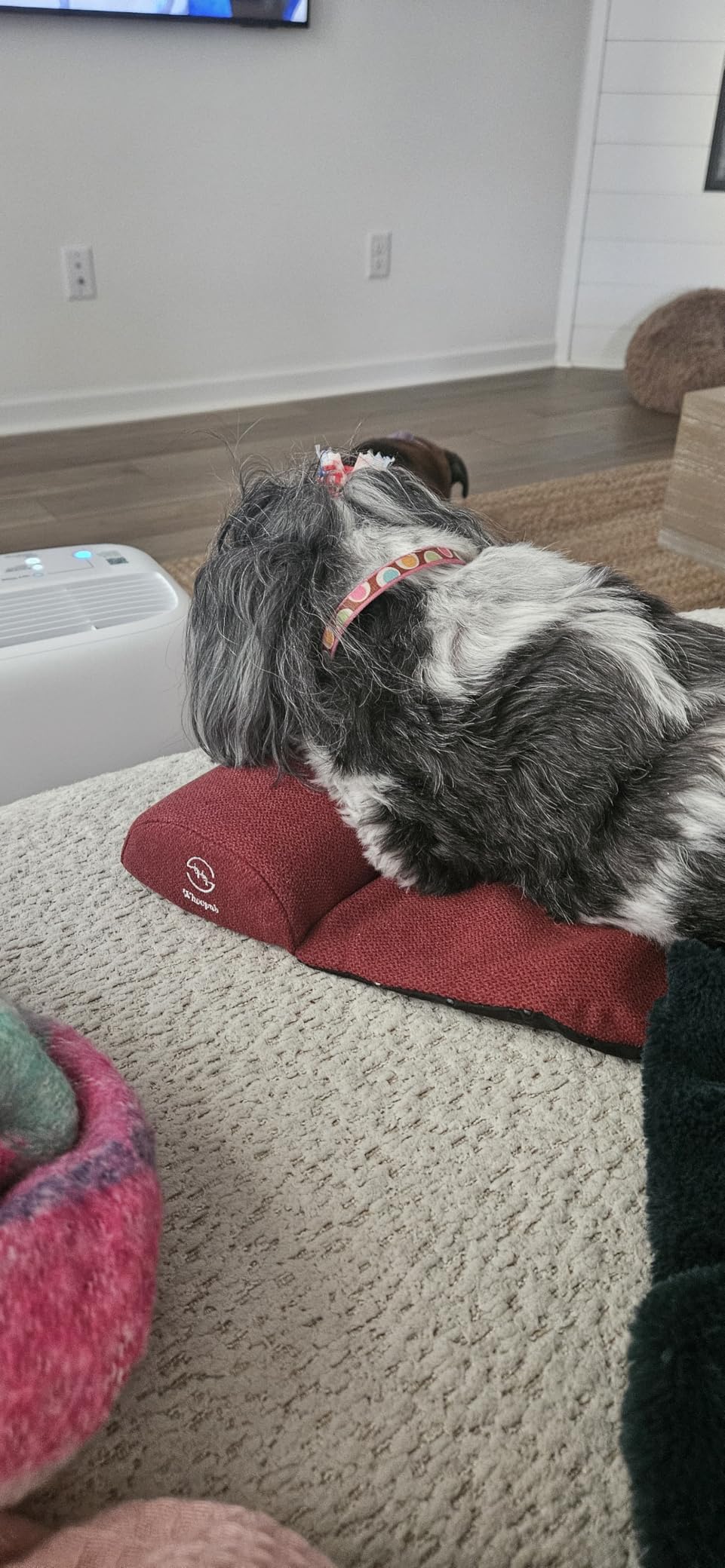 Dog and Cat Bolster Pillow for Medium Dogs and Cats, Benefit for Cervical Vertebra and Neck, Easy to Carry When Traveling, with High Resilience Foam, Machine Washable Cover (Dark Gray, Medium) customer photo 1