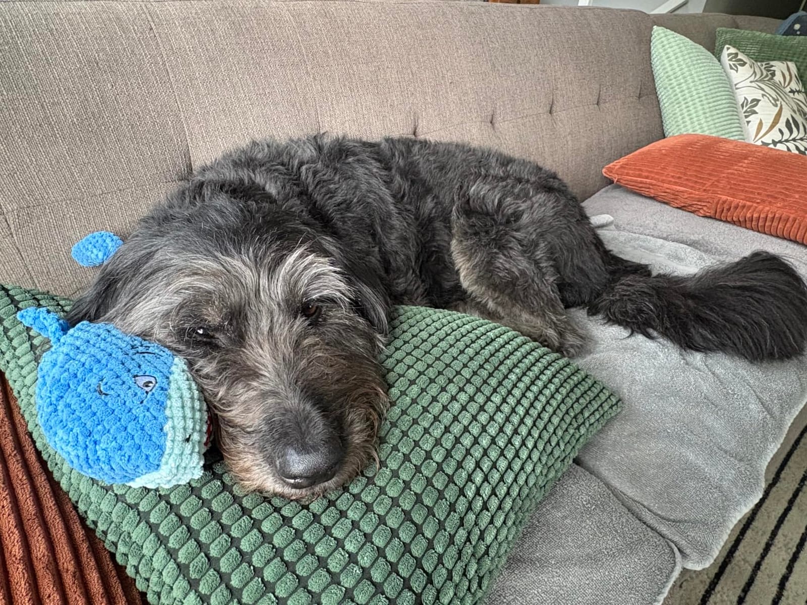 LEGEND SANDY Tough Dog Toys, Stuffed Chew Large Dog Toys to Keep Them Busy, Interactive Squeaky Tug of War Doggie Toy, Crinkle Blue Octopus customer photo 1