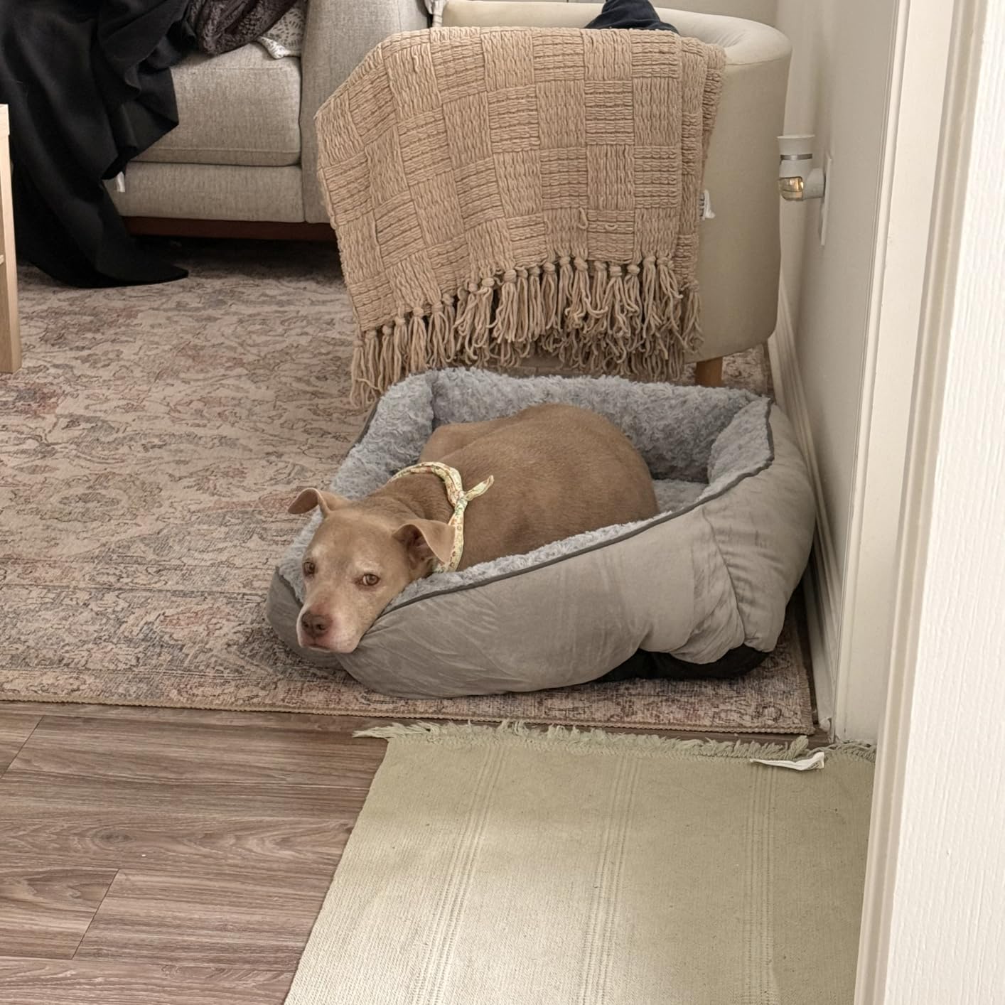 INVENHO Large Rectangle Orthopedic Dog Bed for Medium Small Dogs, Washable Soft Calming Puppy Sleeping Cuddler With Anti-Slip Bottom L(30