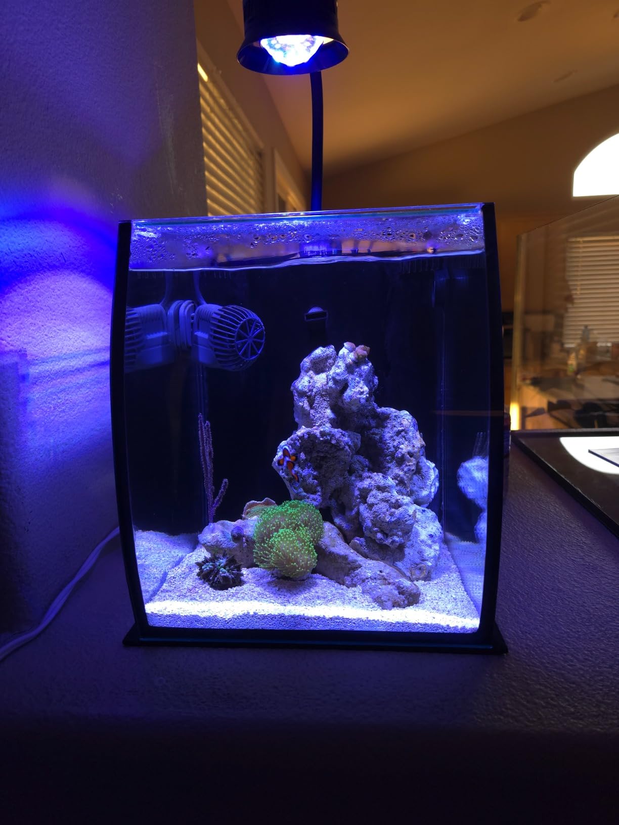 Aquatop 8.6 Gallon Bow Front Glass Aquarium Kit with Filter and LED Lighting - All in One Desktop Fish Tank, Ideal for Freshwater and Saltwater, BFK-08 customer photo 1