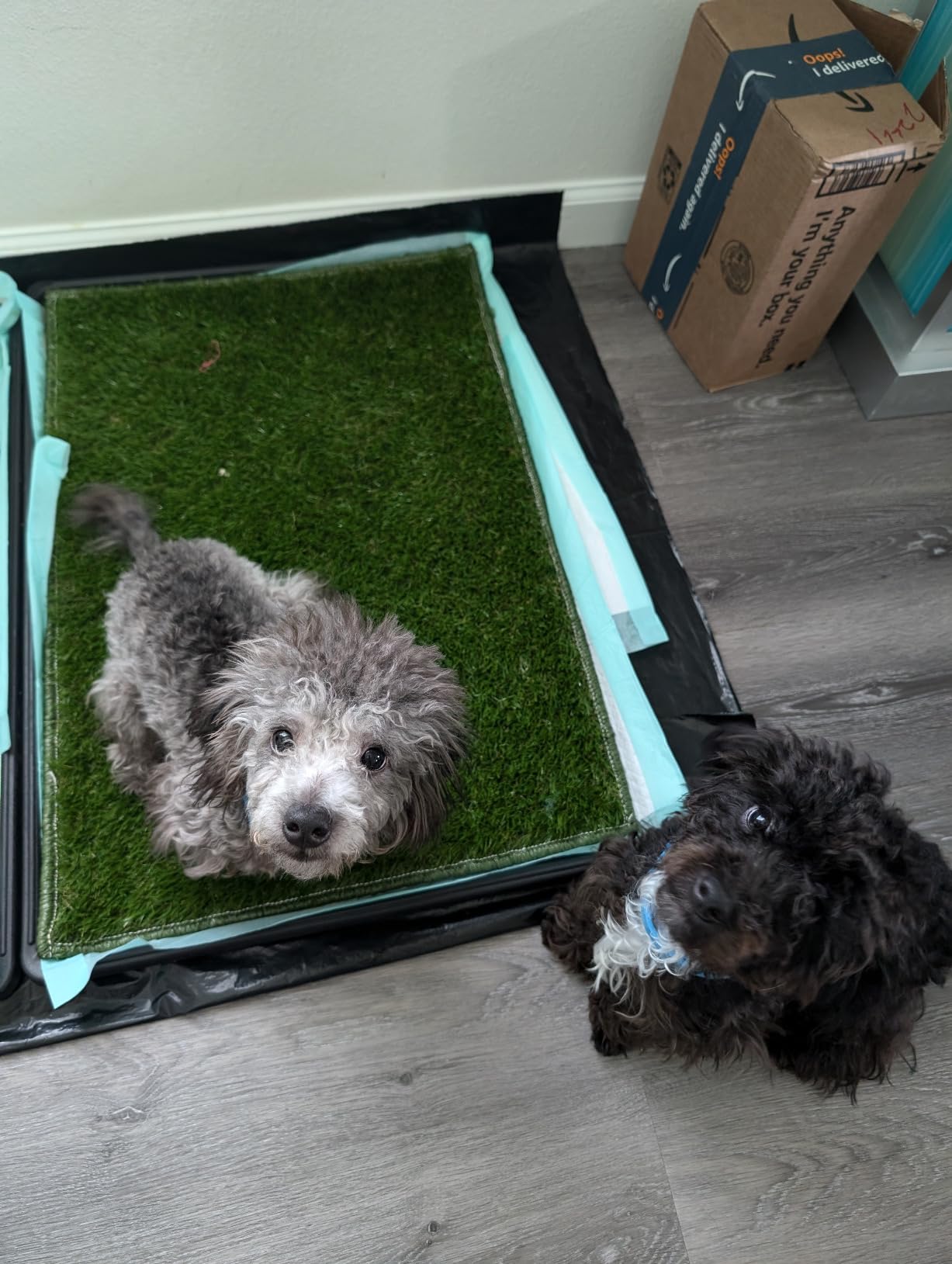 Hompet Dog Grass Pad with Tray Large, 41