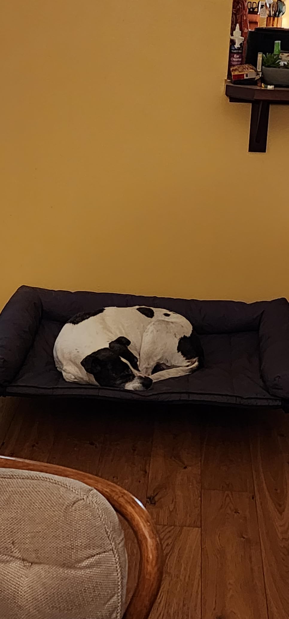 Veehoo Outdoor Elevated Dog Bed with Waterproof Bolster Cushion, Cooling customer photo 1