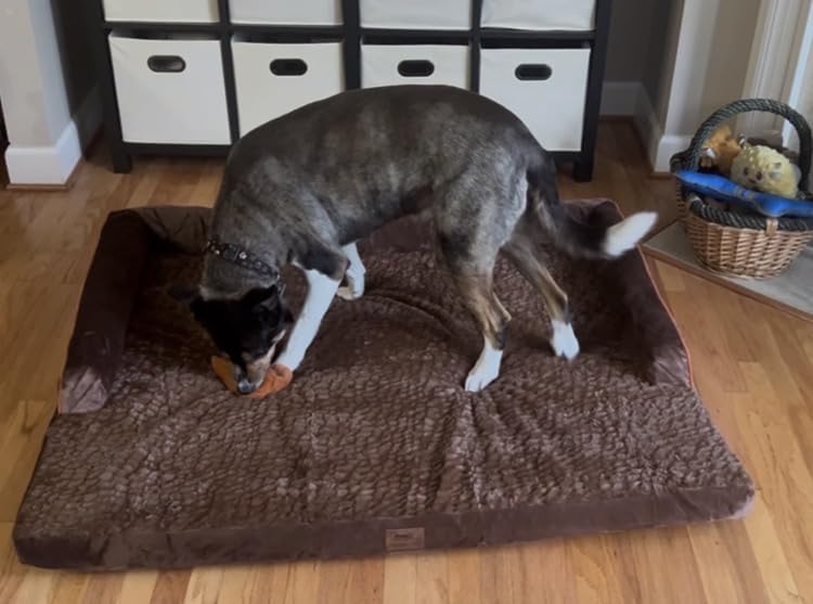 MEKIY Orthopedic Washable Dog Bed with Bolster for Medium to Large Dogs | Pillow Support for Neck Relief, Egg Crate Foam, Waterproof Liner, Anti-Slip Bottom, Removable Bolster Cover, 36 x 27 Inch customer photo 1