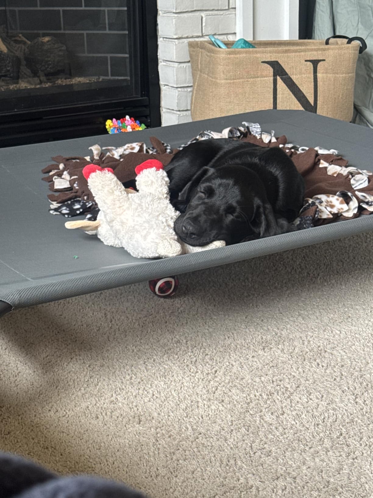 Czpalo Outdoor Elevated Dog Bed for Medium Sized Dogs, No-Tool Assembly. customer photo 1